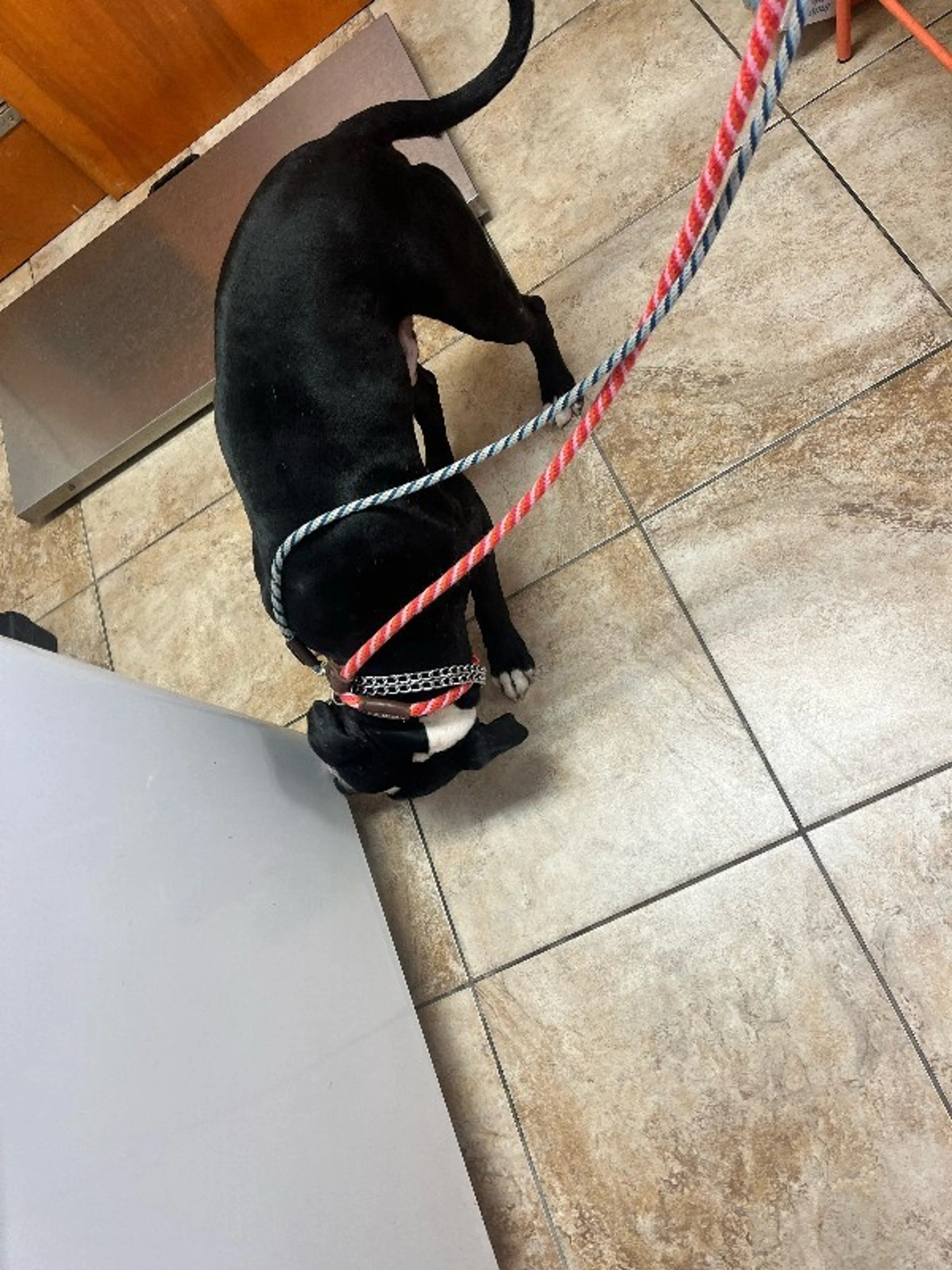 Found pet-3