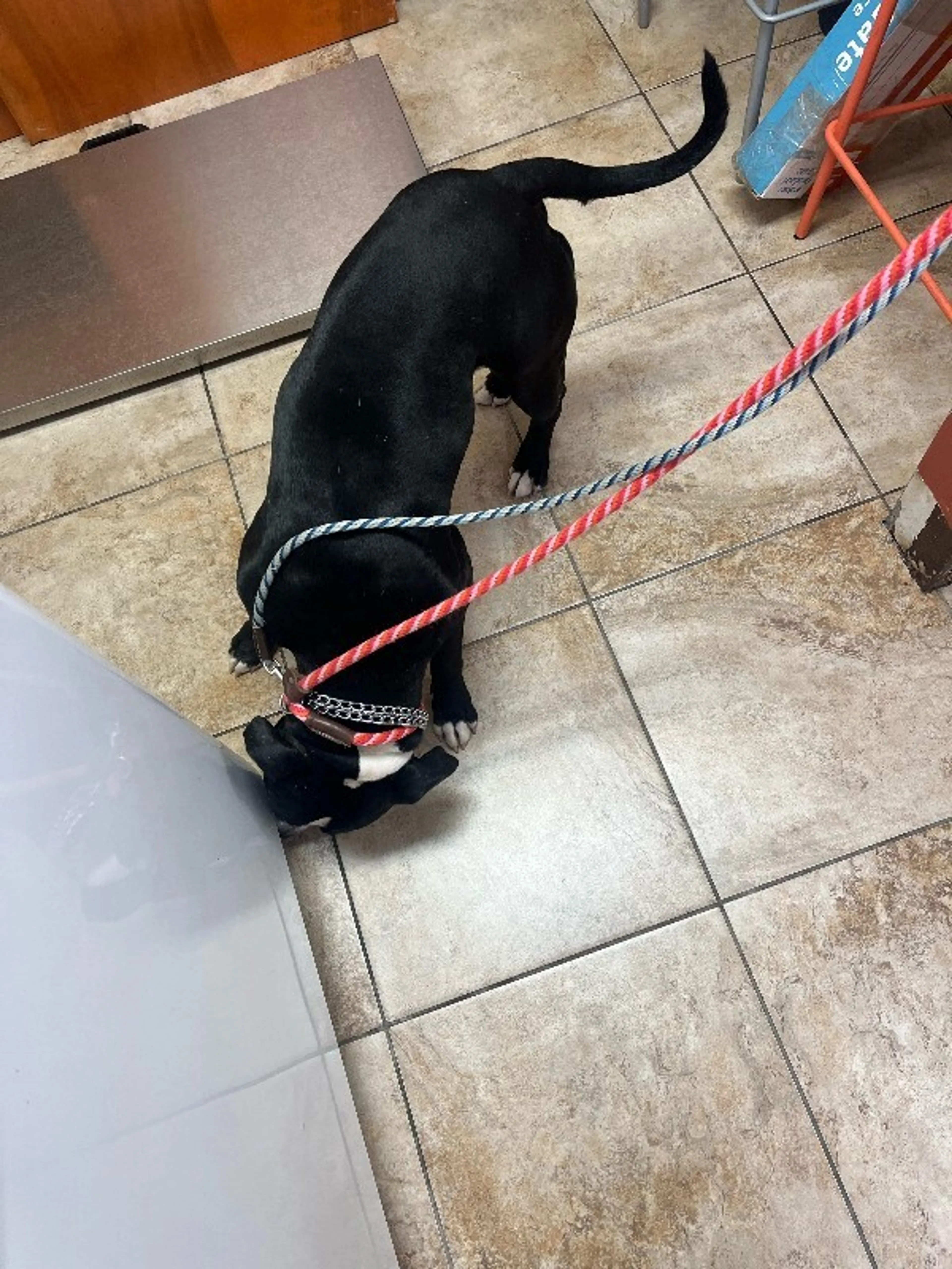 Found pet-1