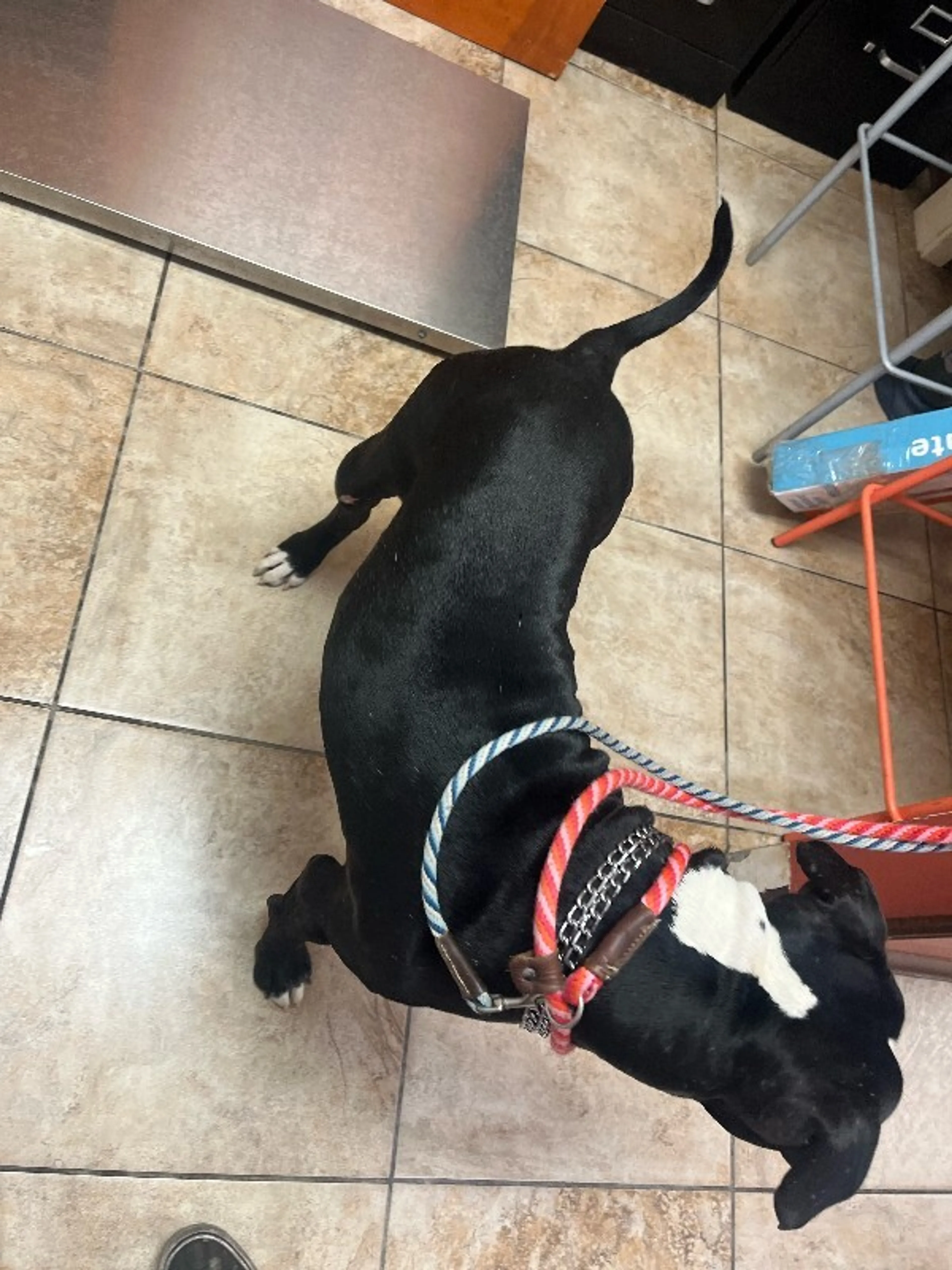 Found pet-2