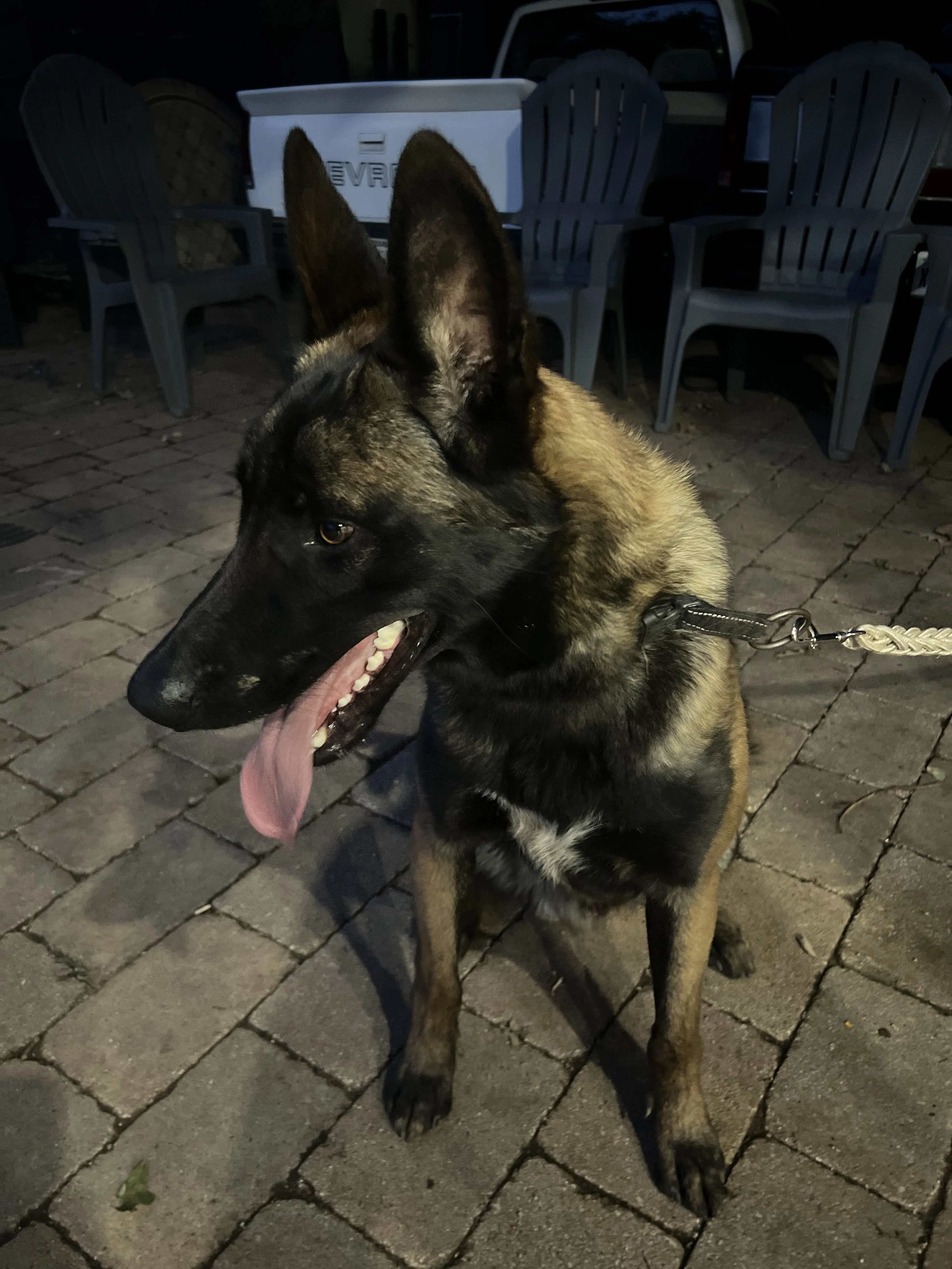 Lost pet