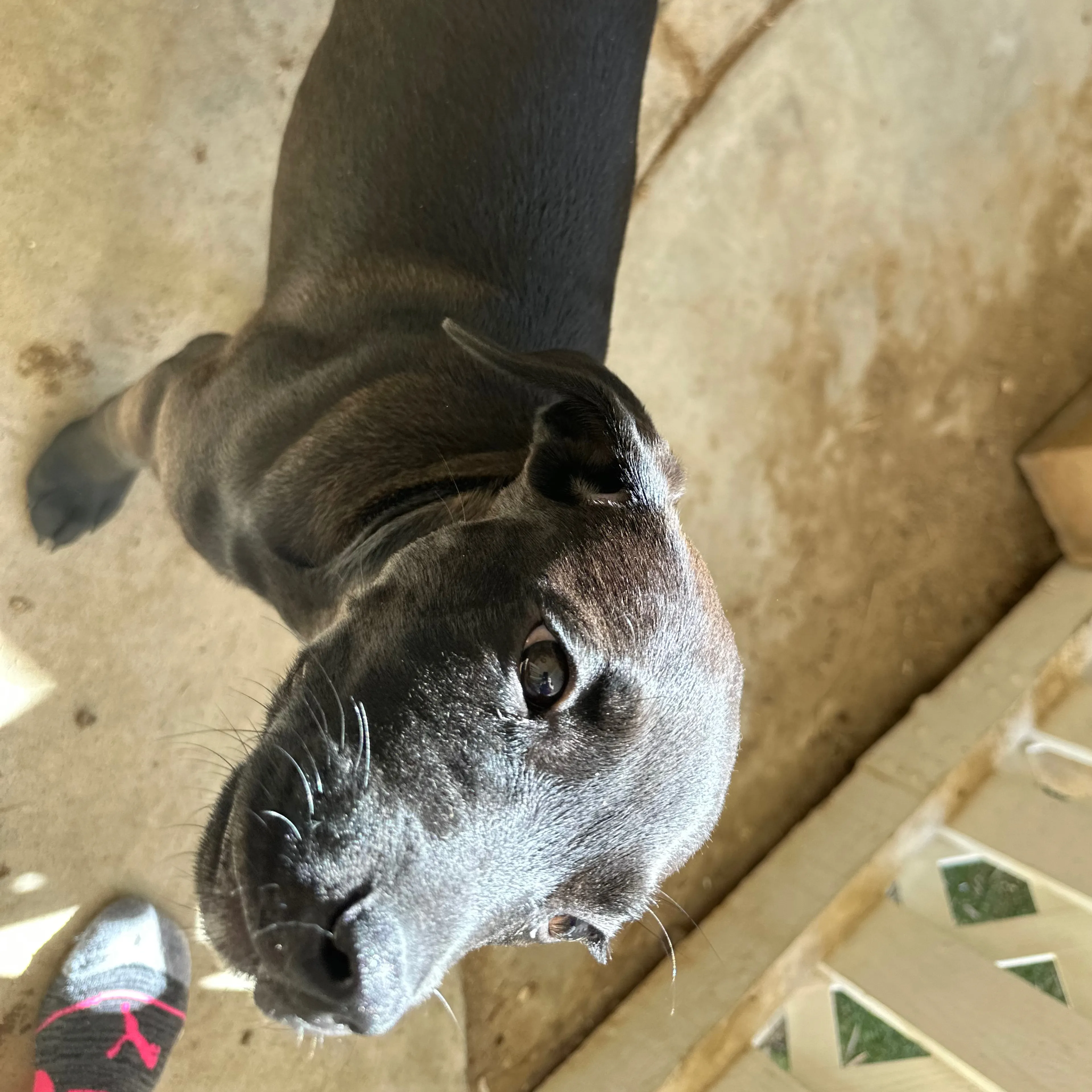 Found pet-1