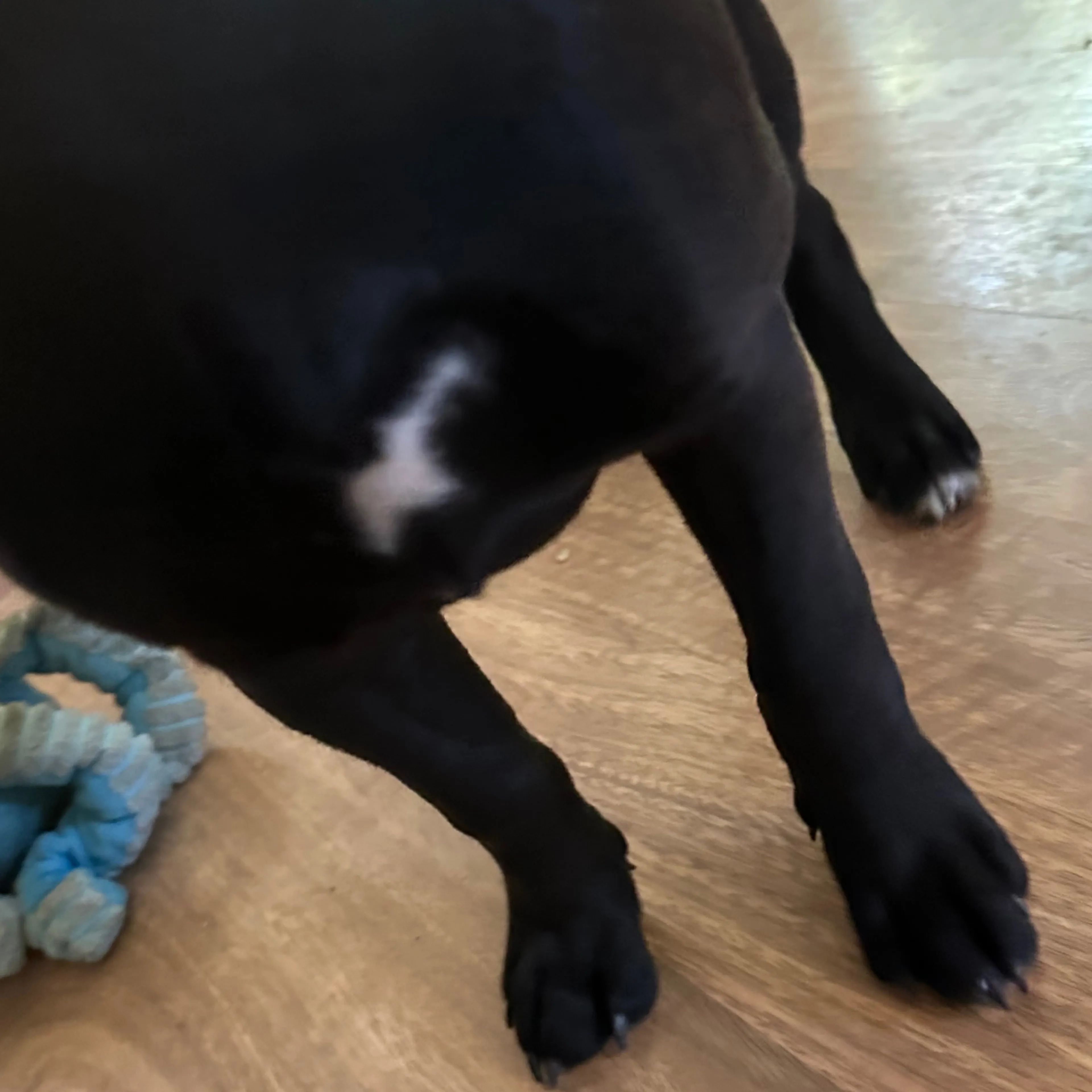 Found pet-3