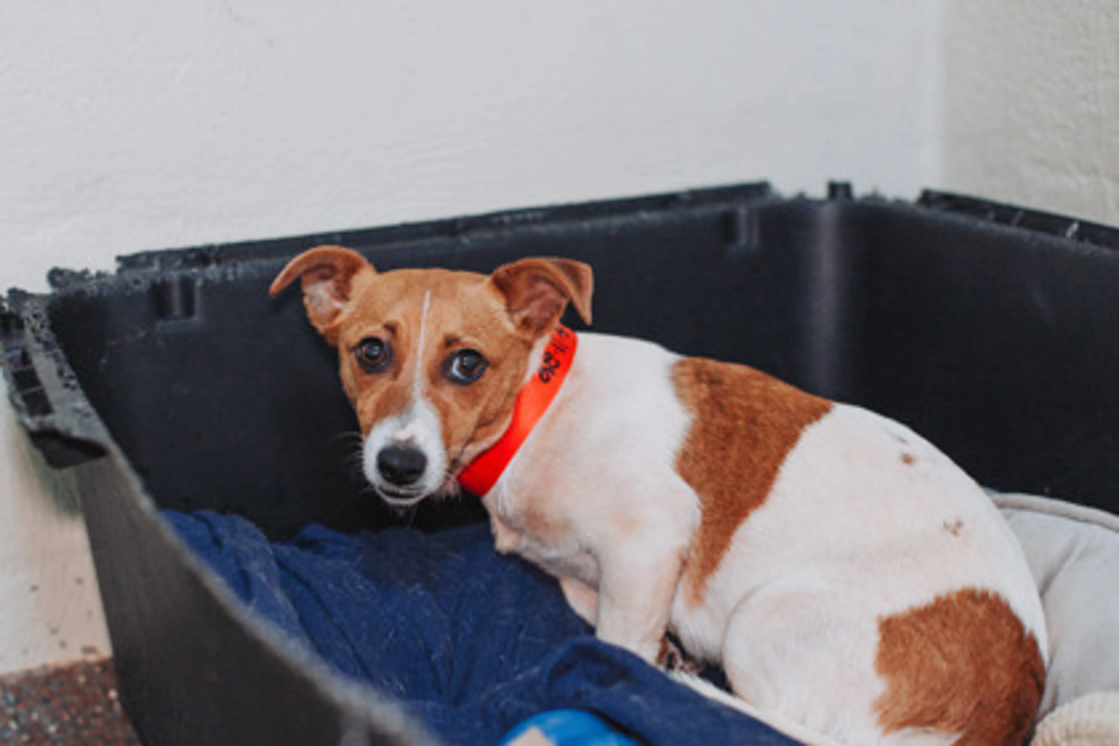 Found pet-1