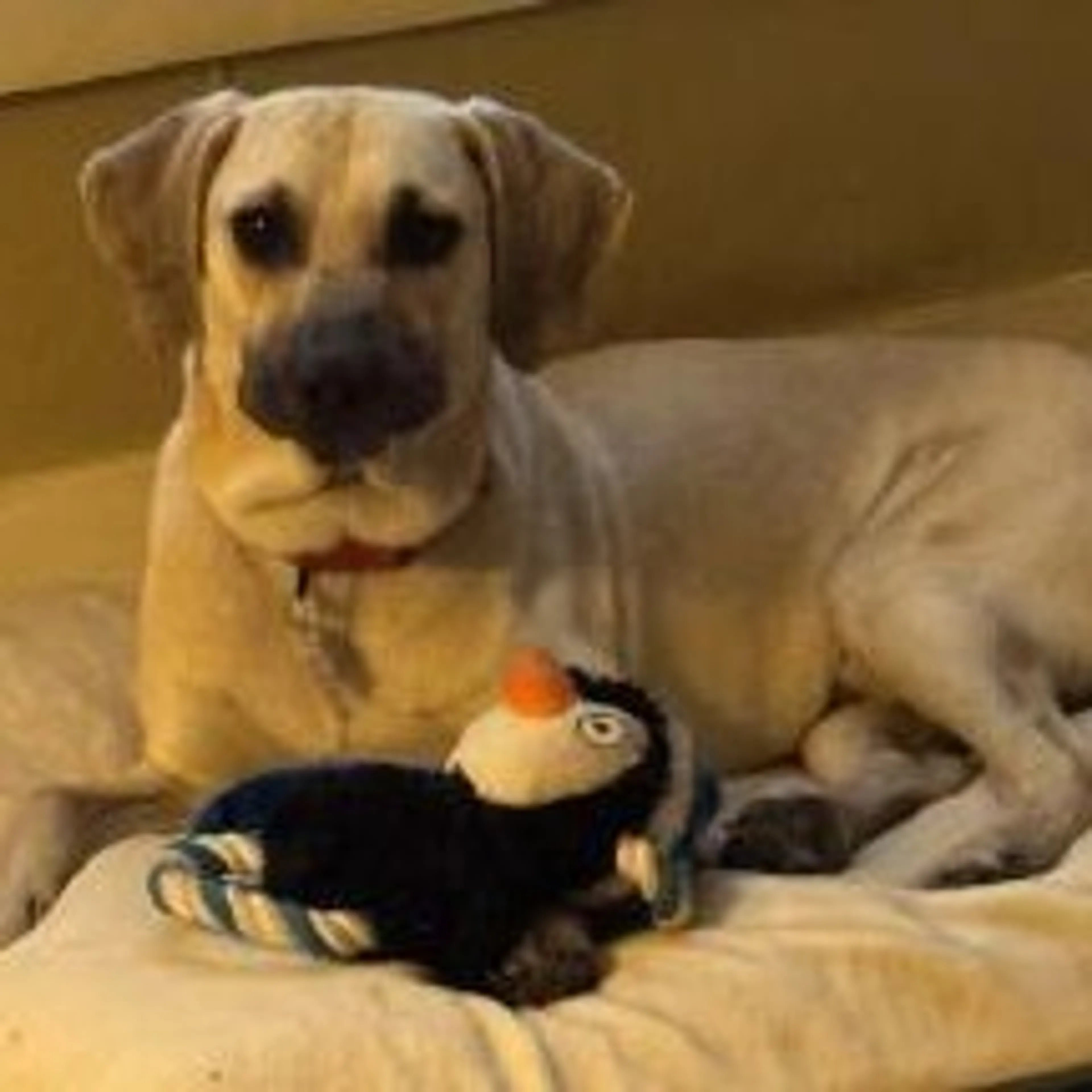 Found pet-2