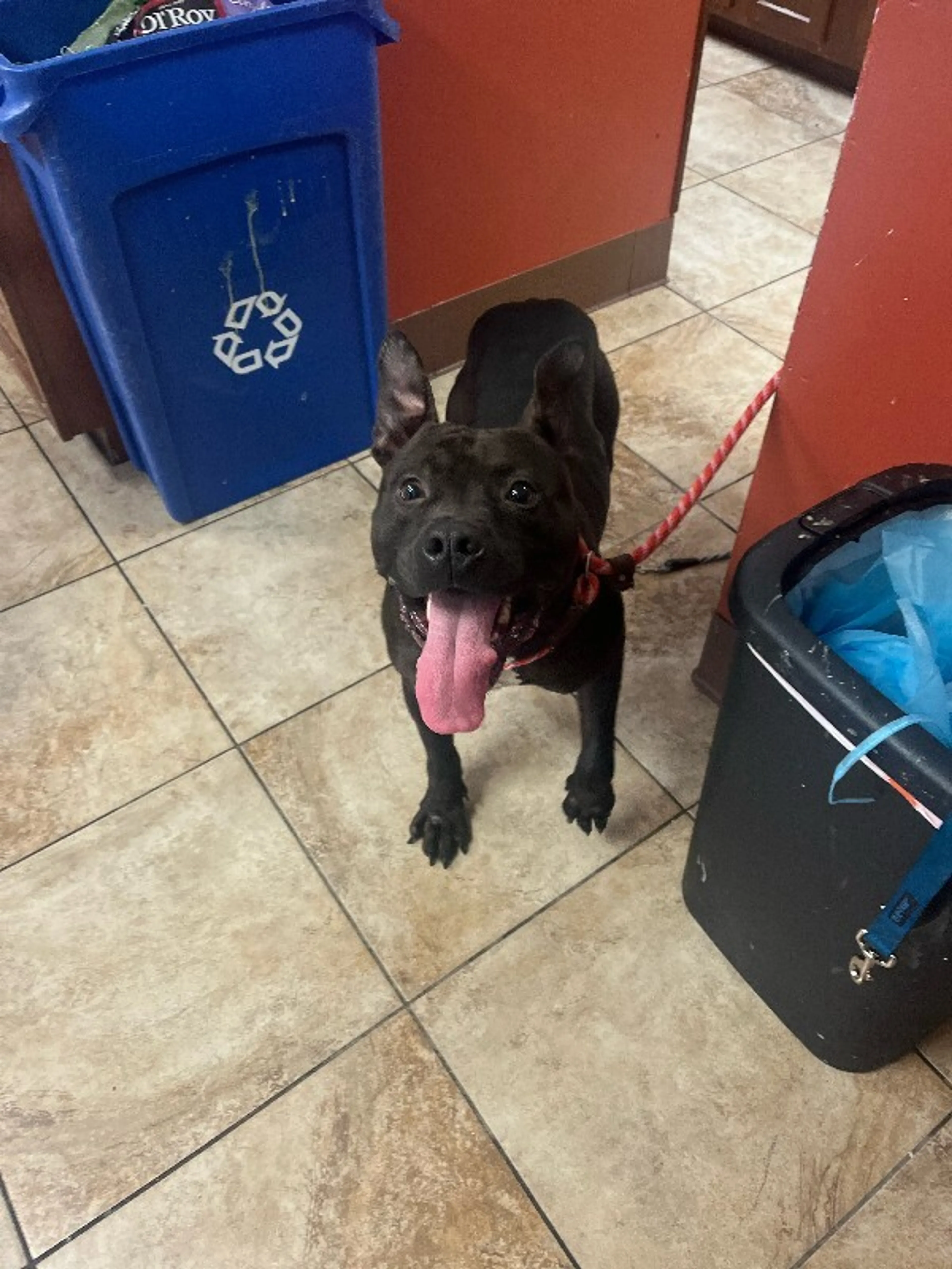 Found pet-1