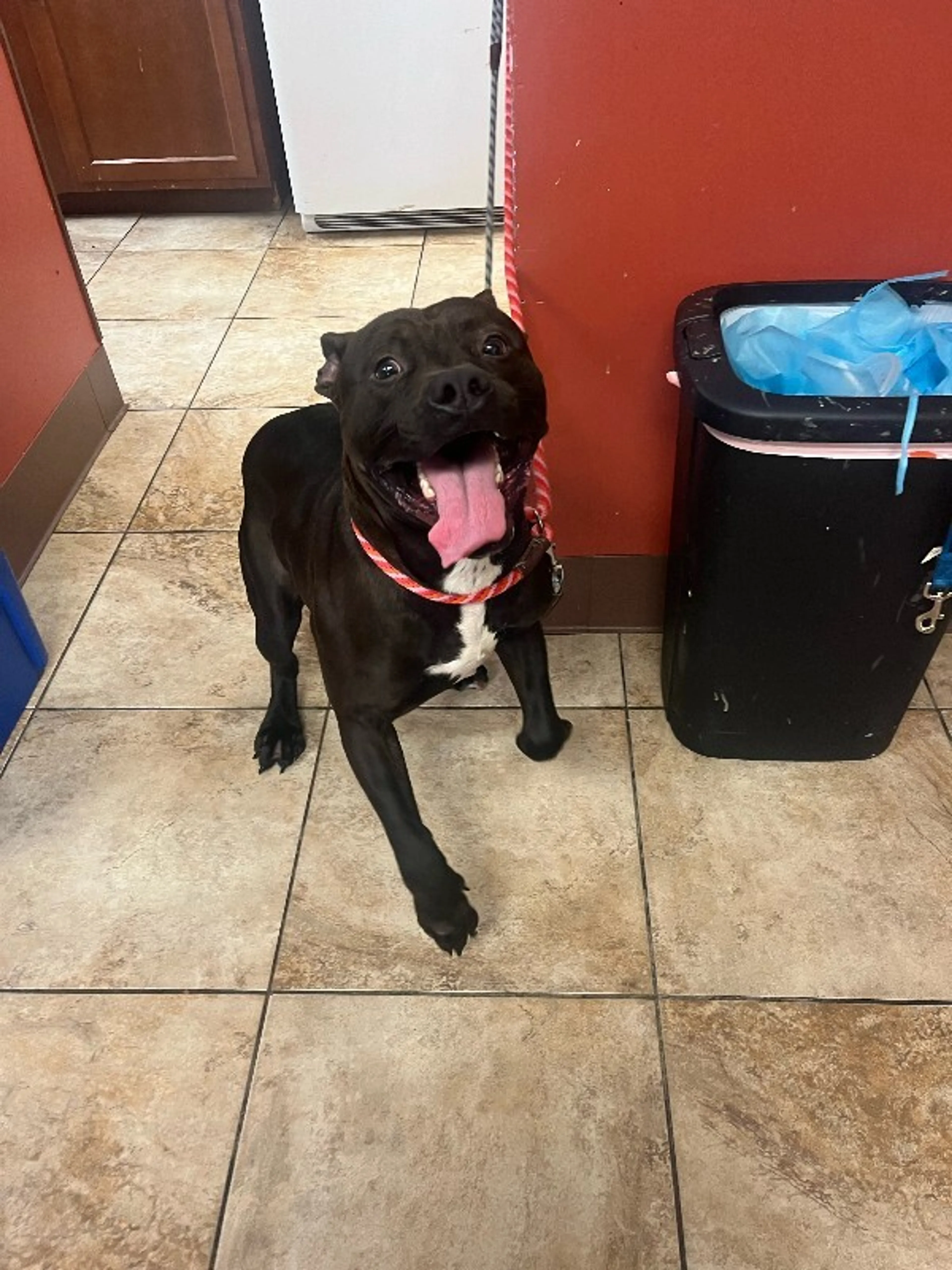 Found pet-2
