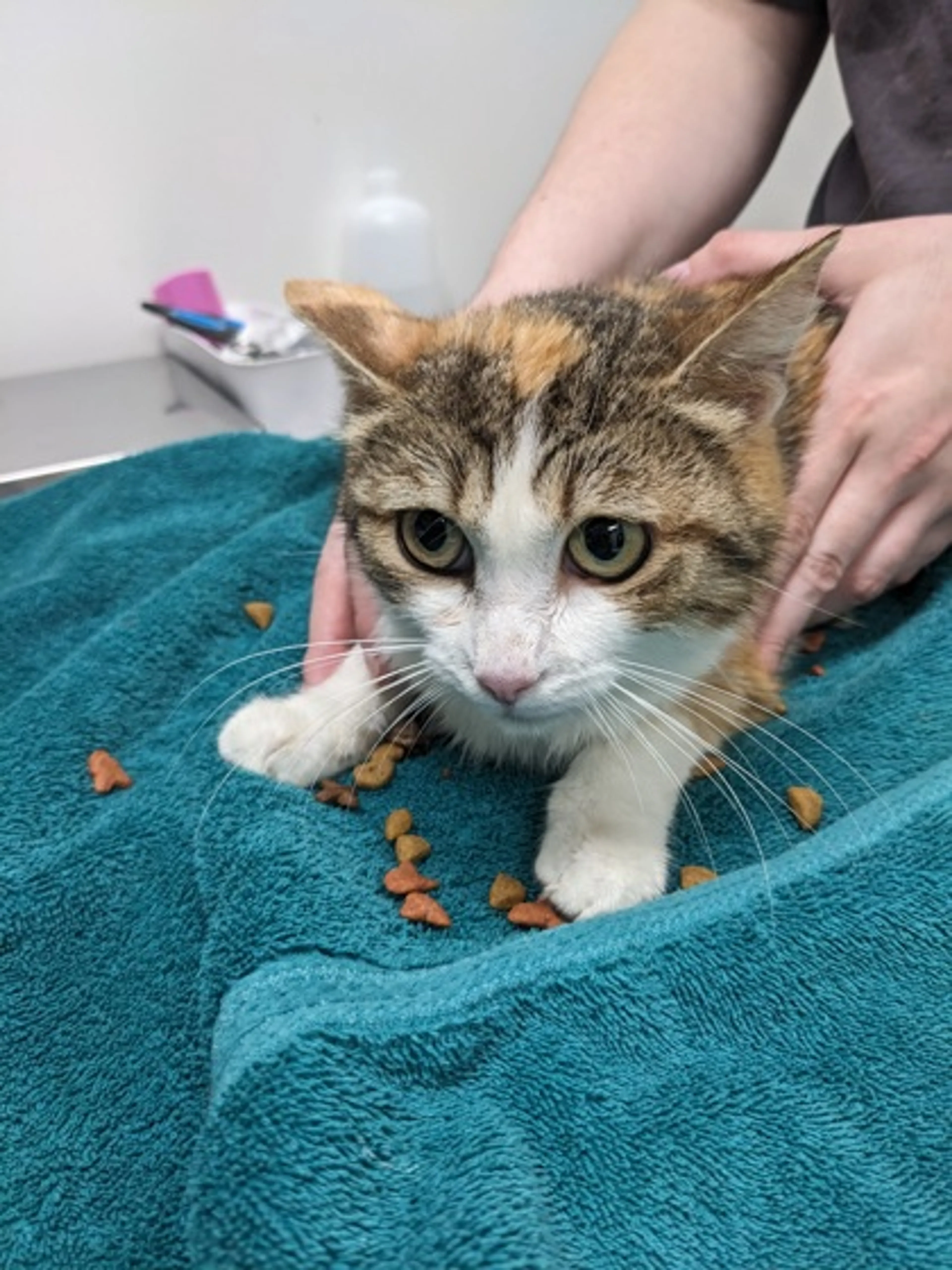 Found pet