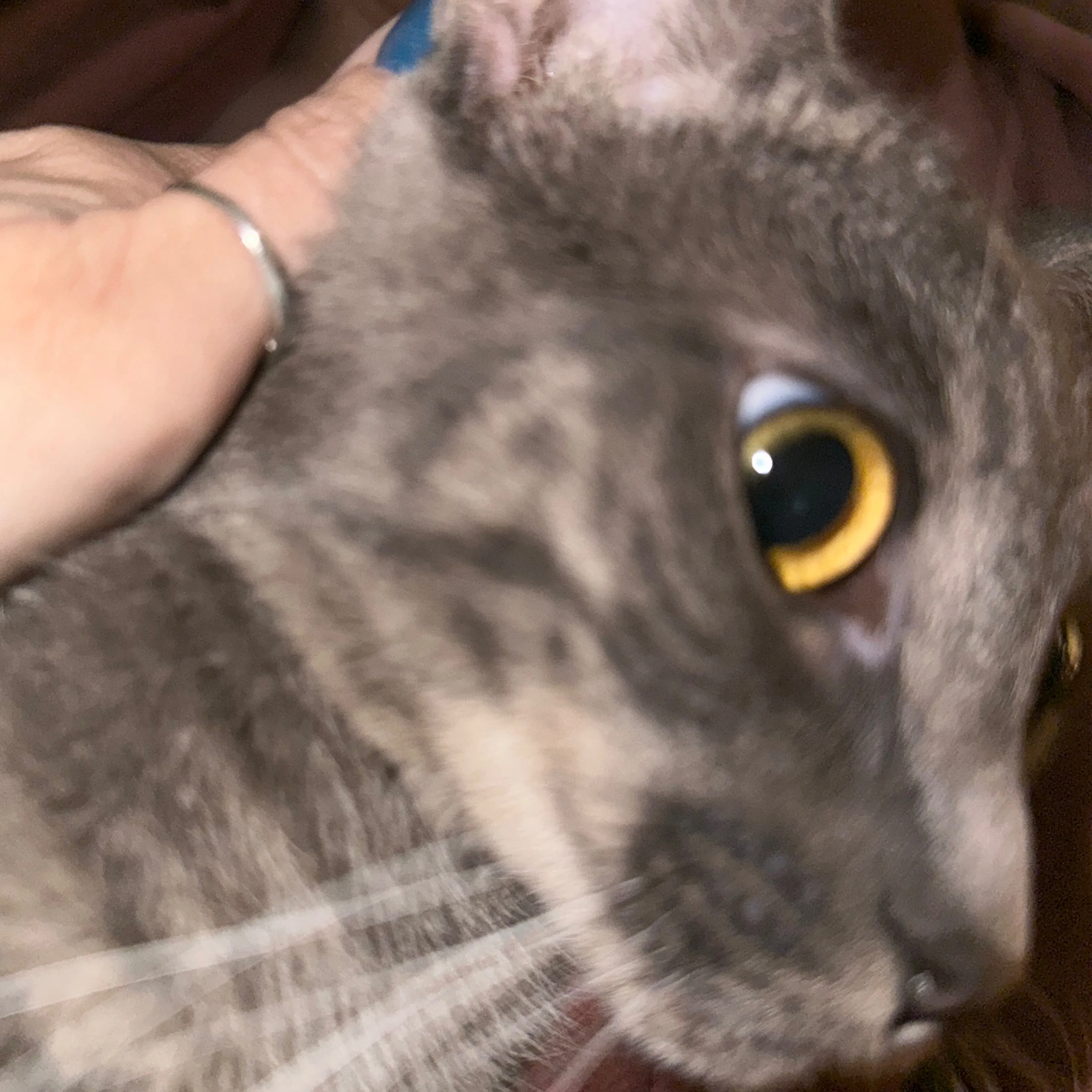 Lost pet-1