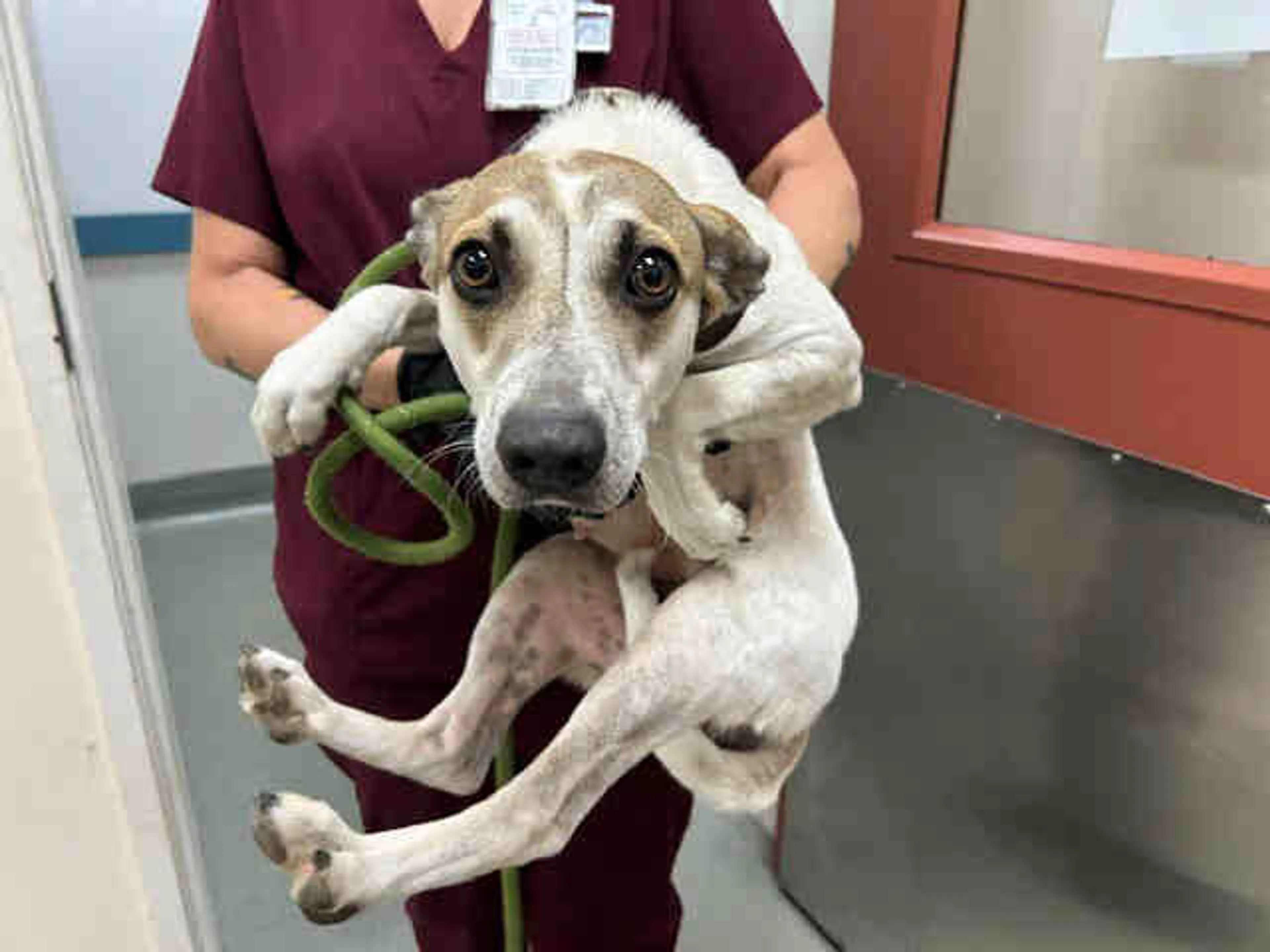 Found pet