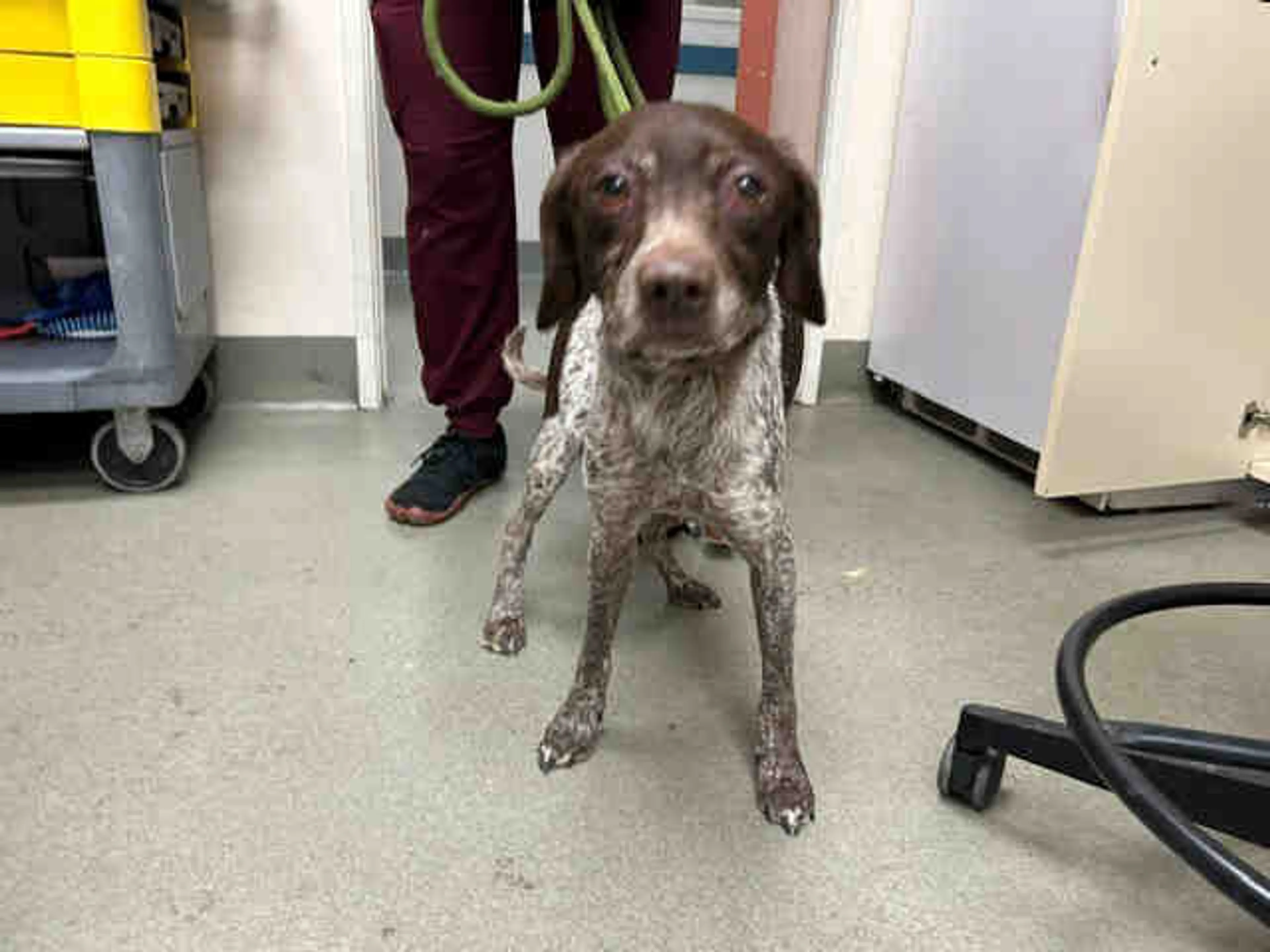 Found pet