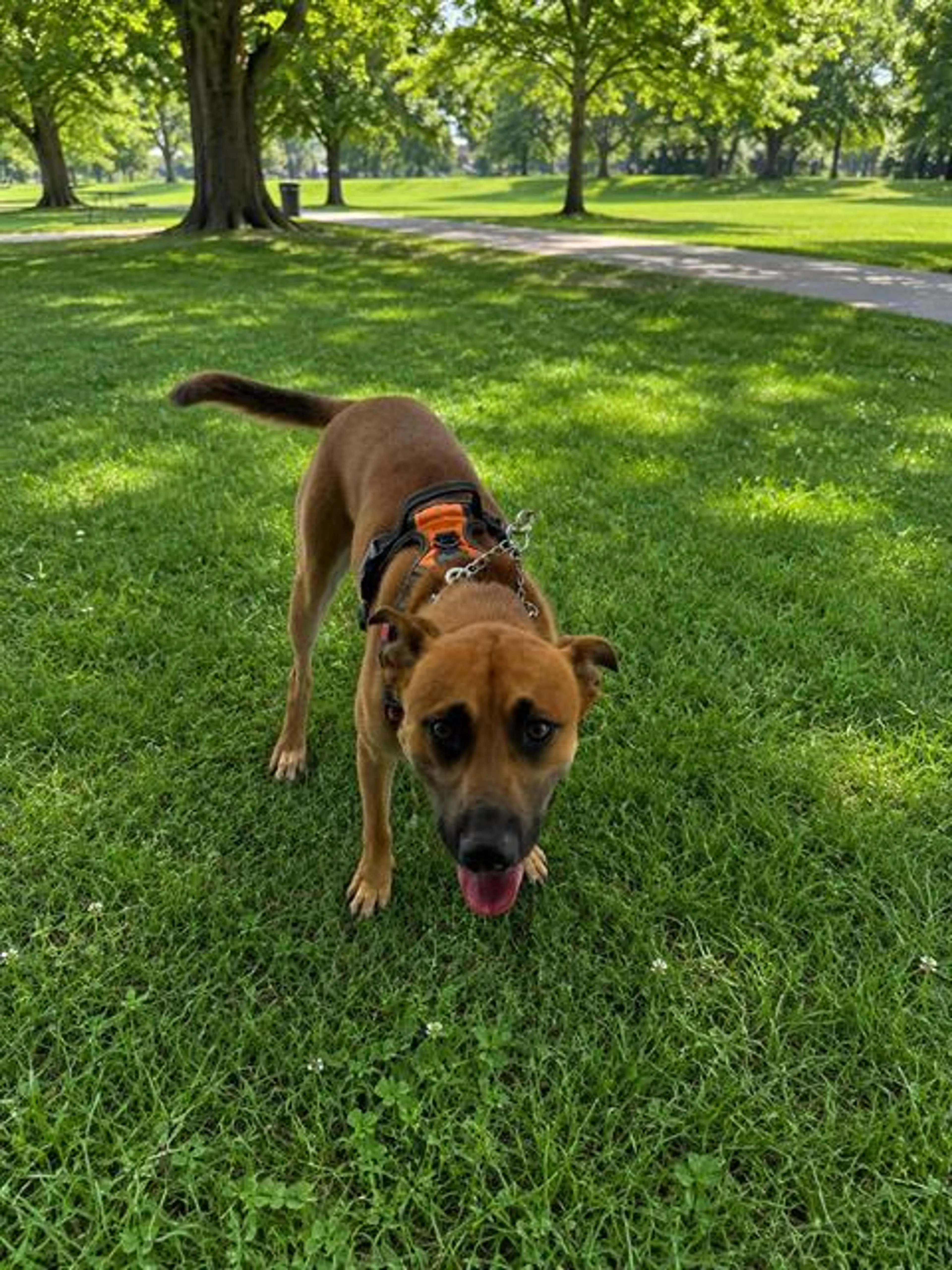 Found pet