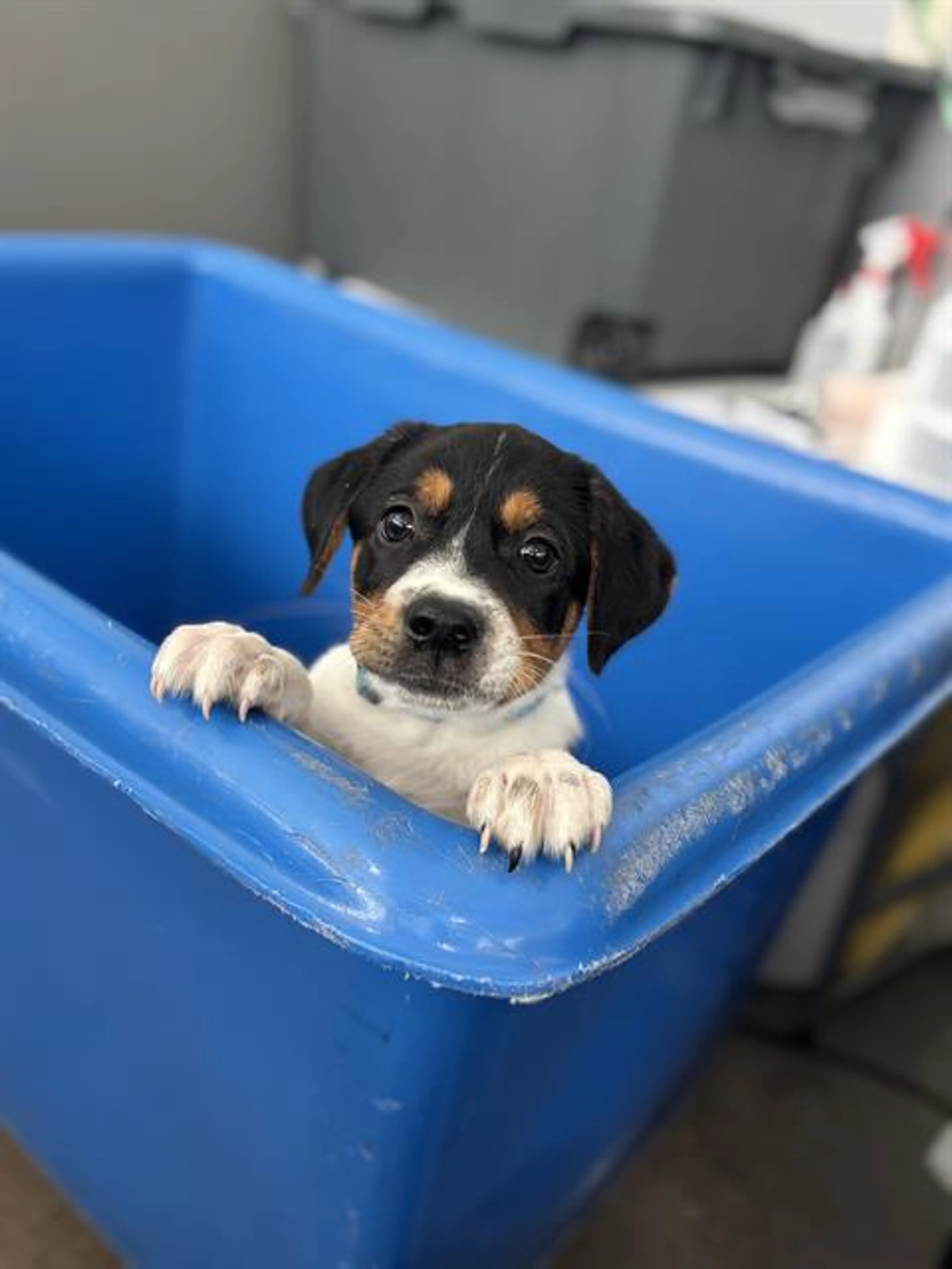 Found pet
