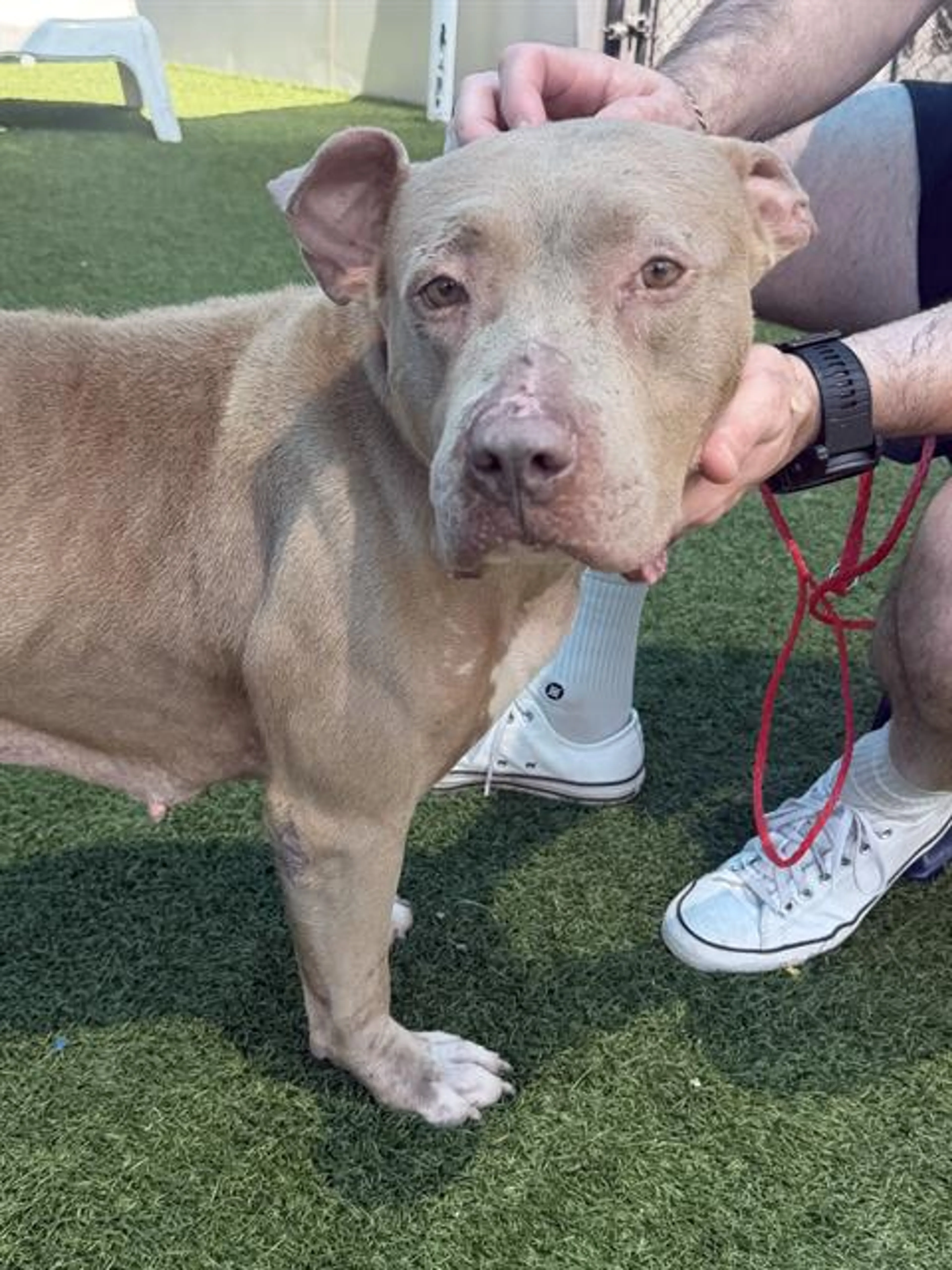 Found pet