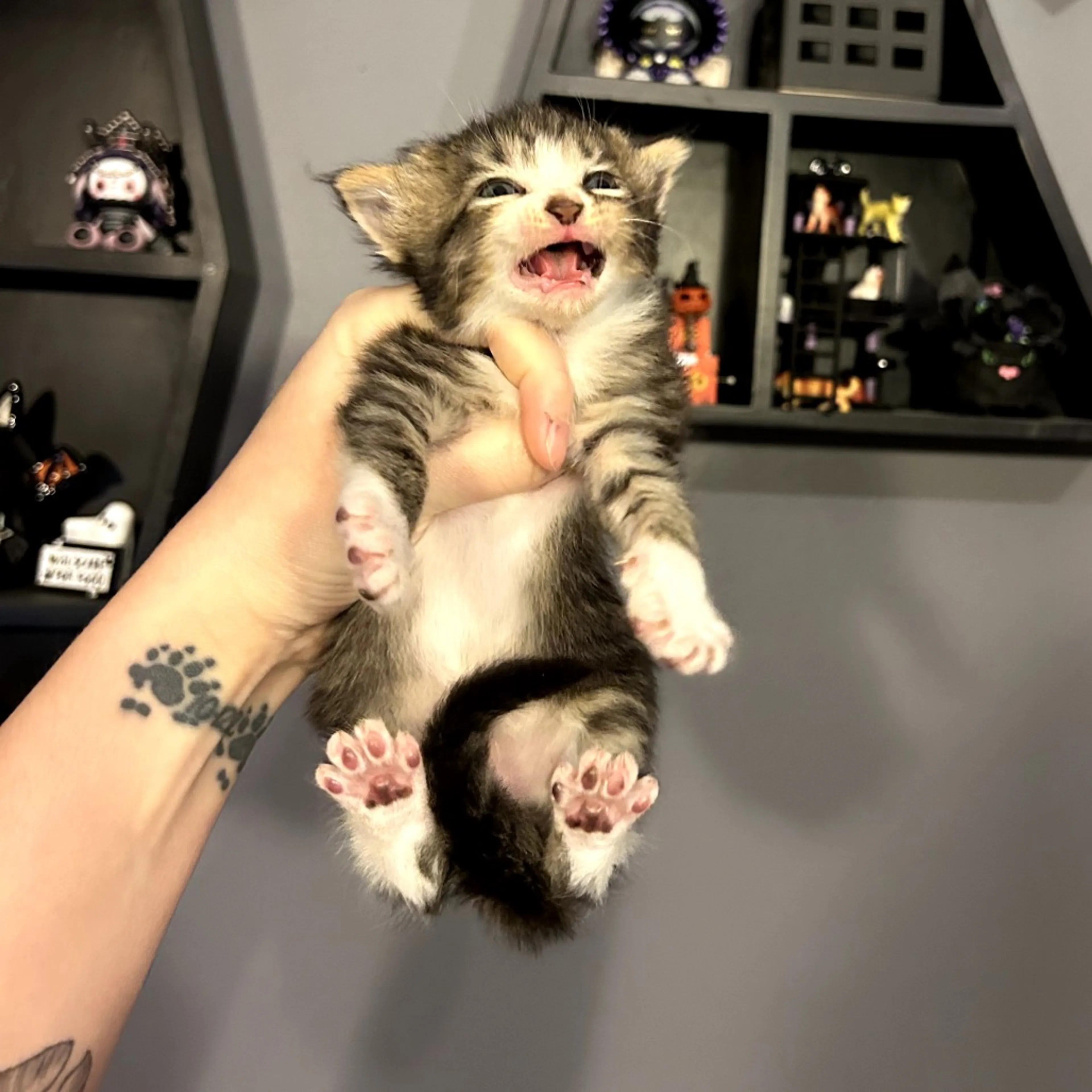 Found pet