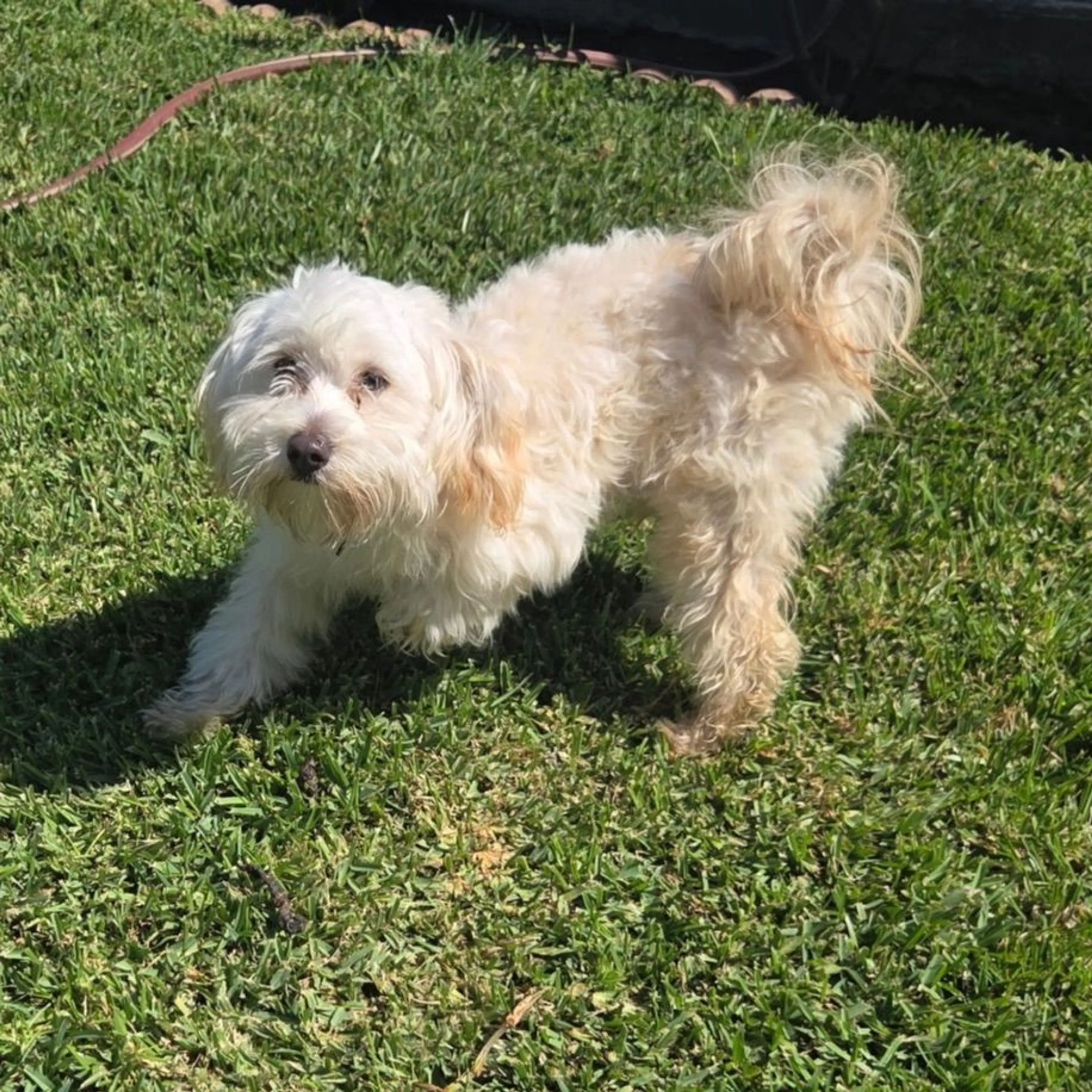 Found pet
