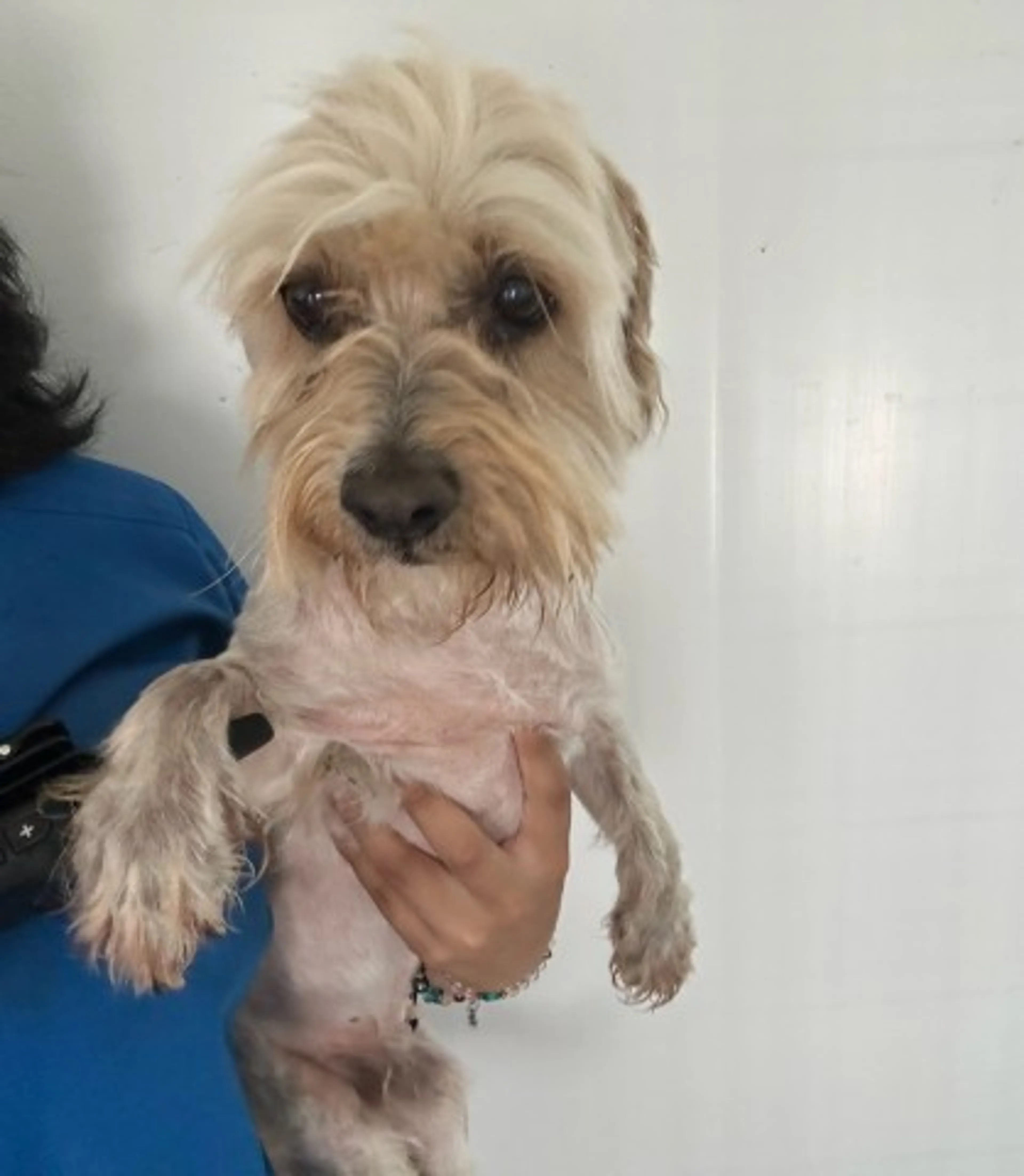 Found pet