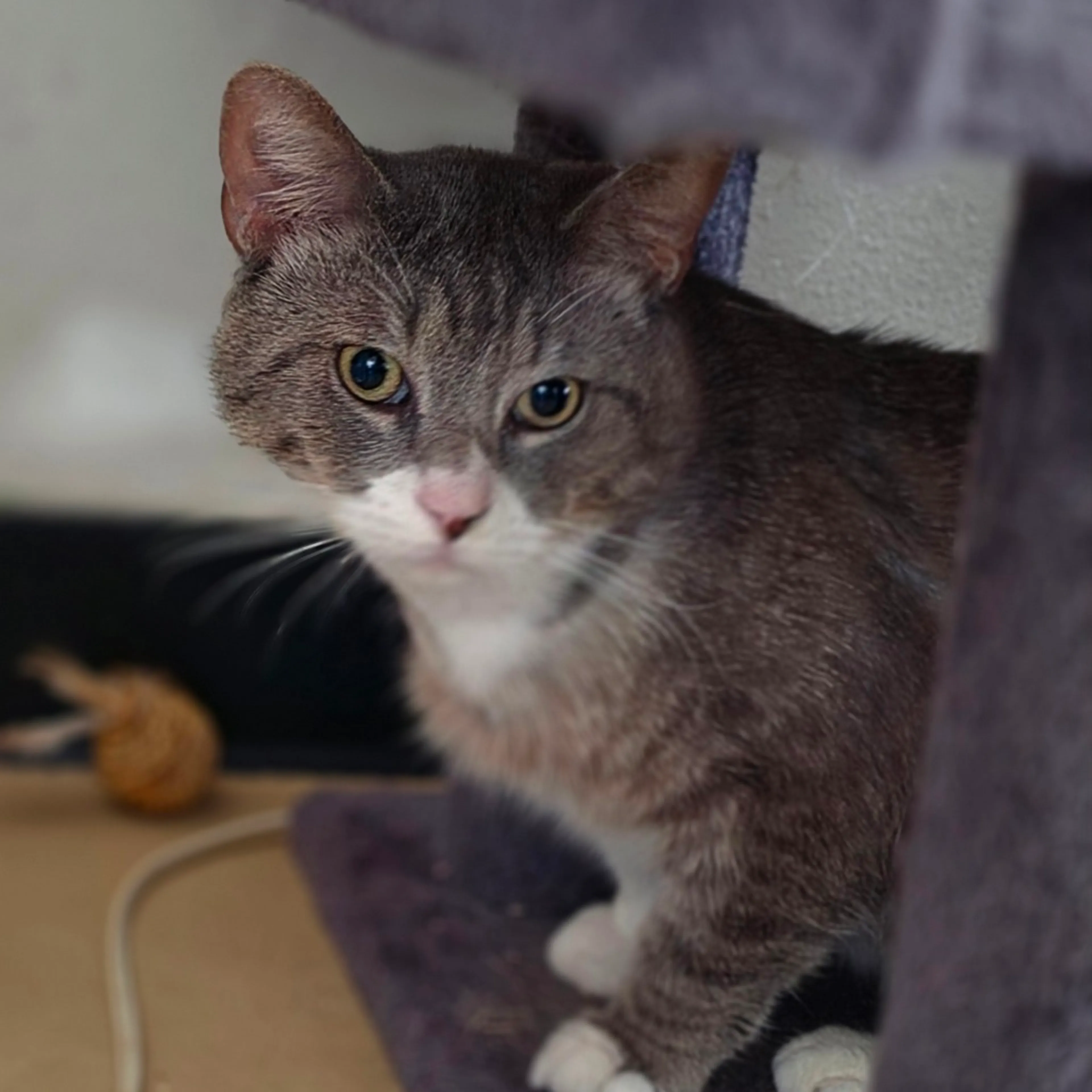 Found pet-2