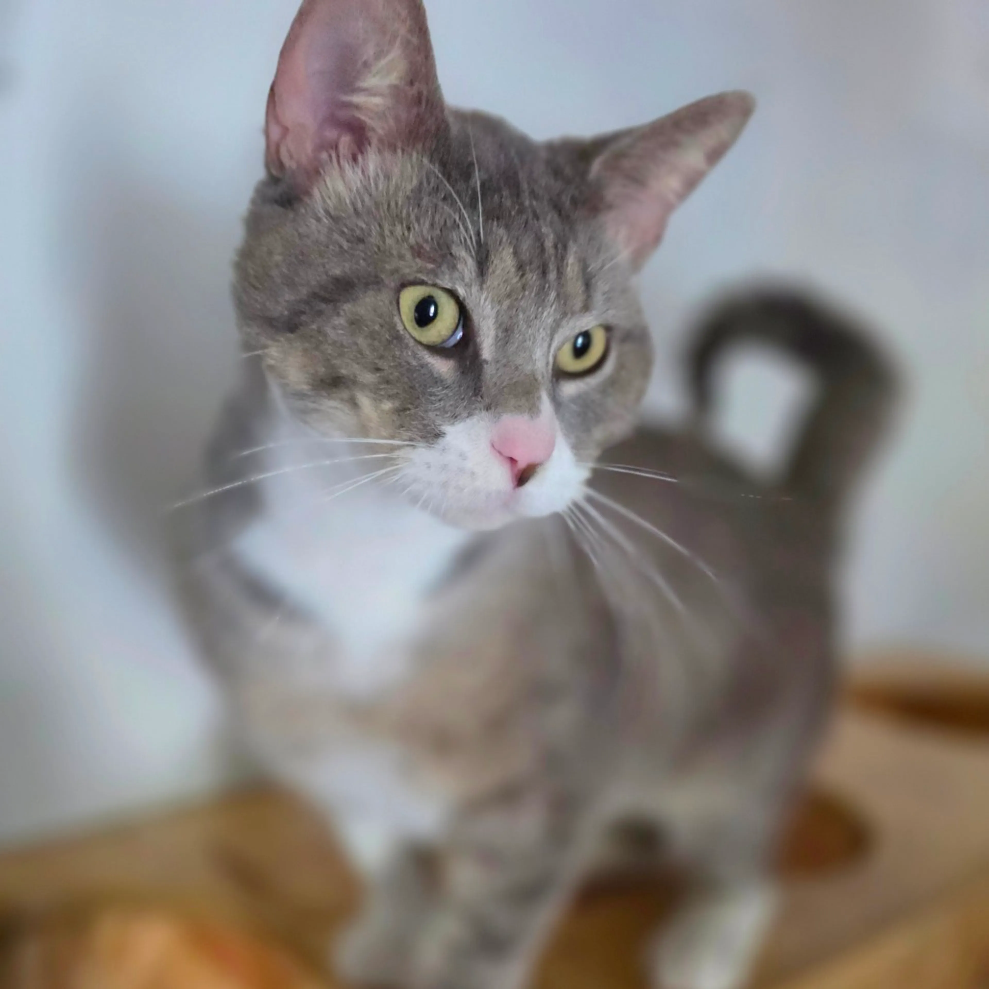 Found pet-4