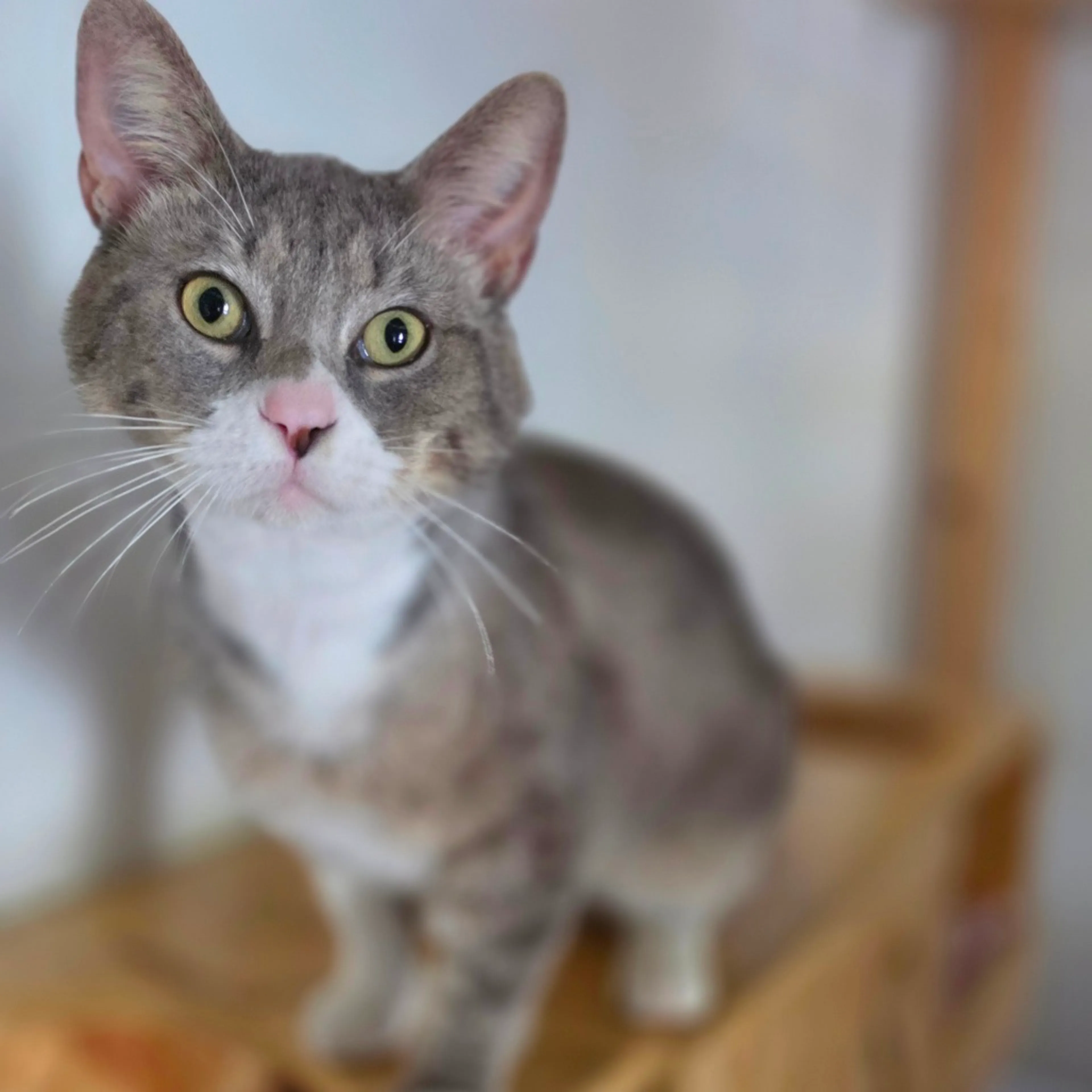 Found pet-5