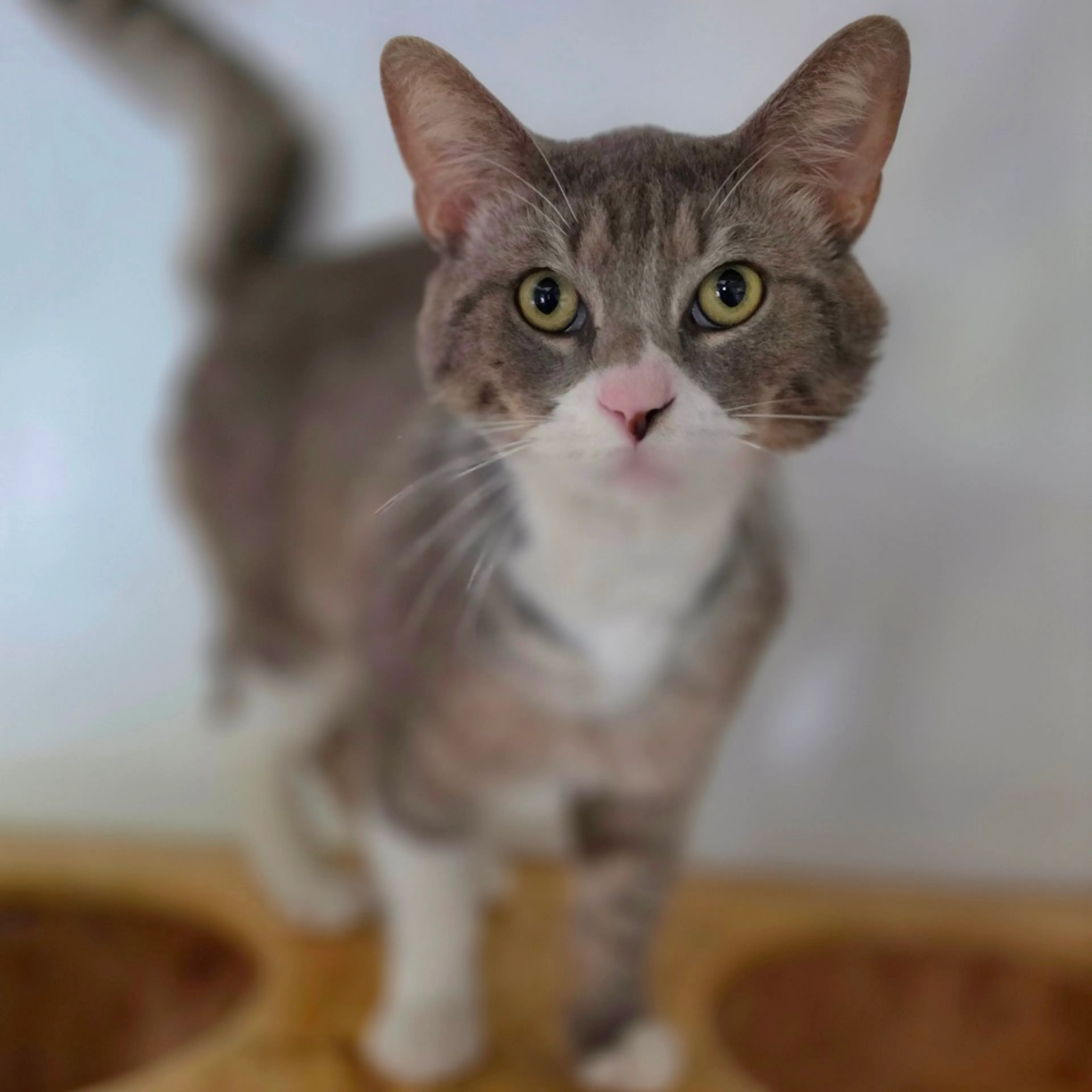 Found pet-3
