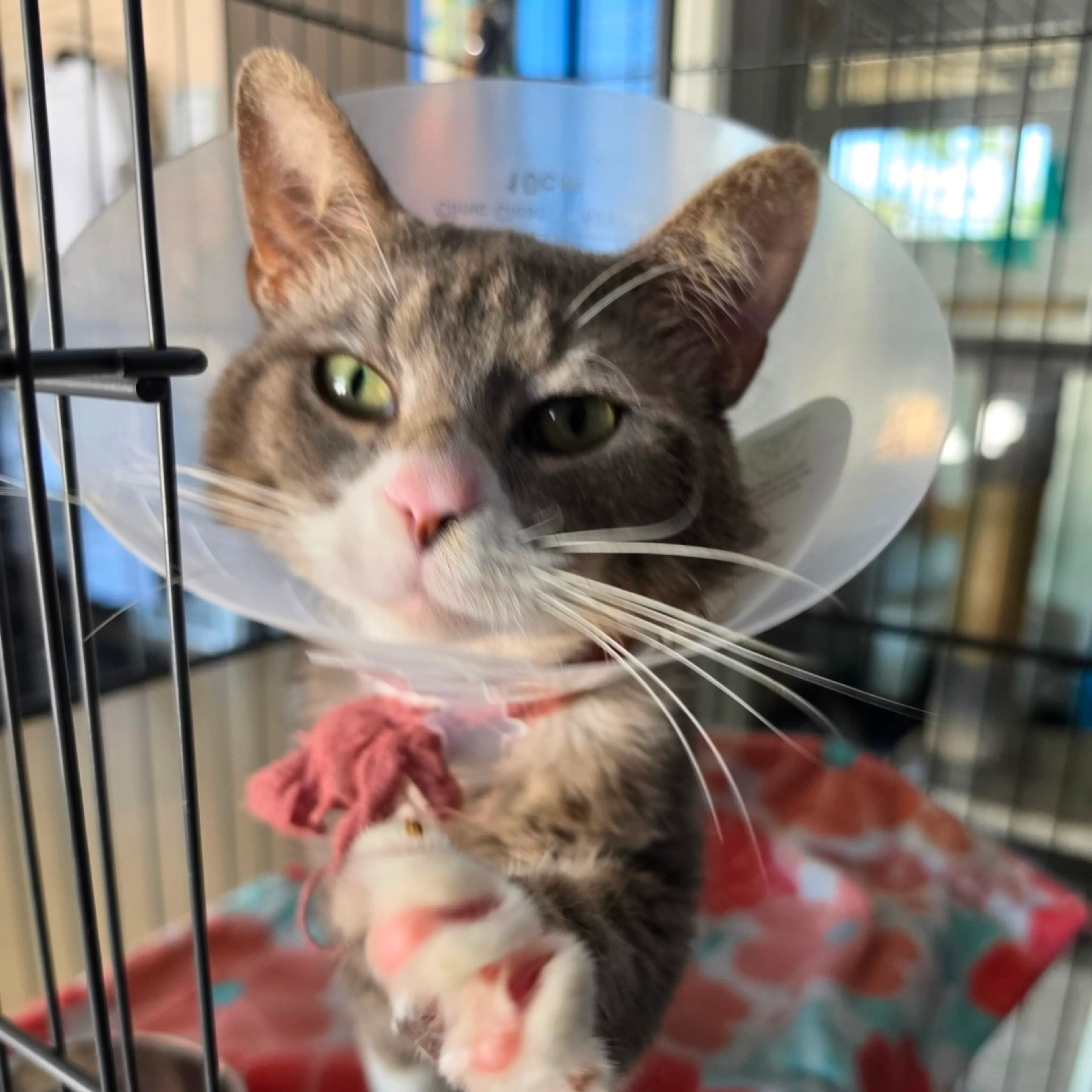 Found pet-1