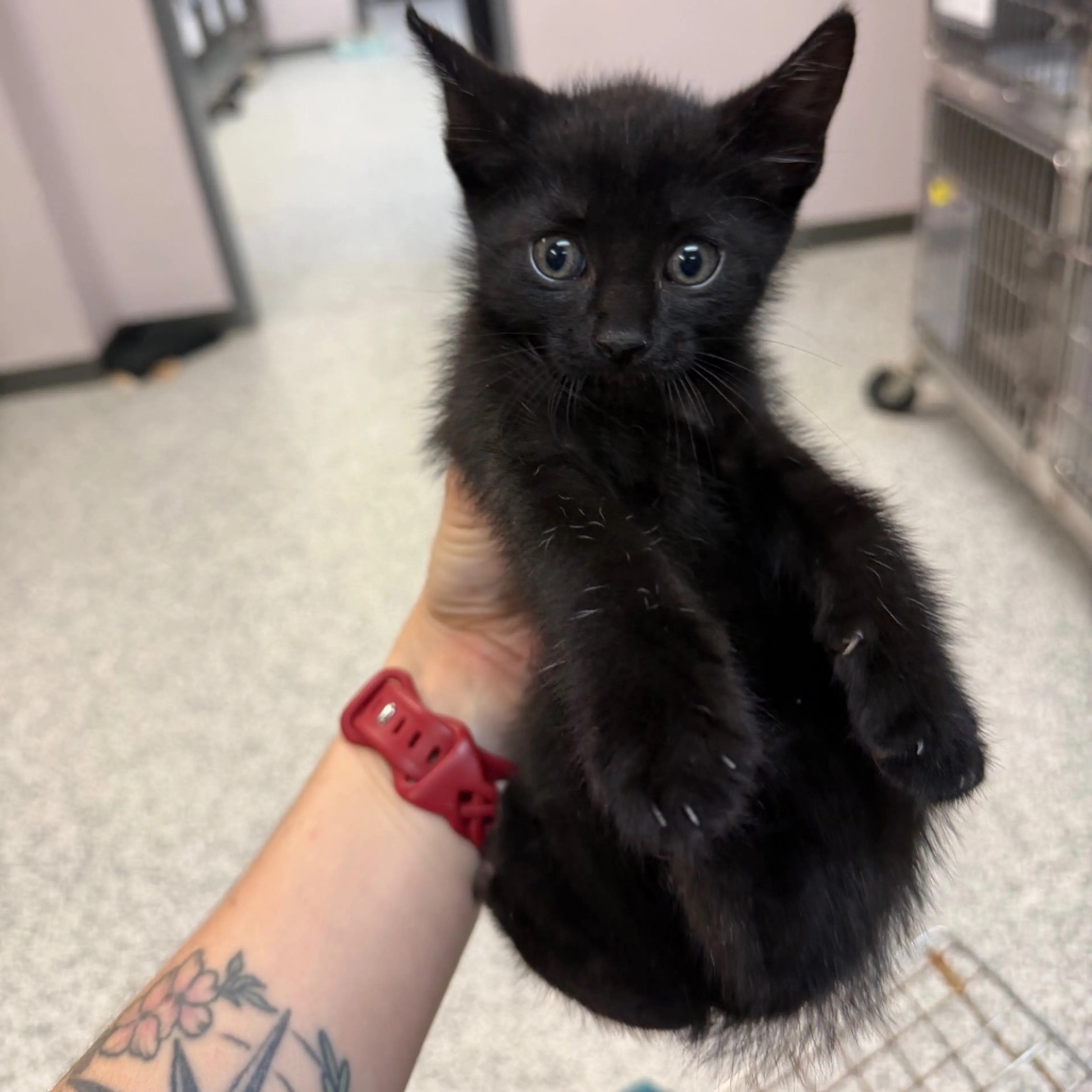Found pet