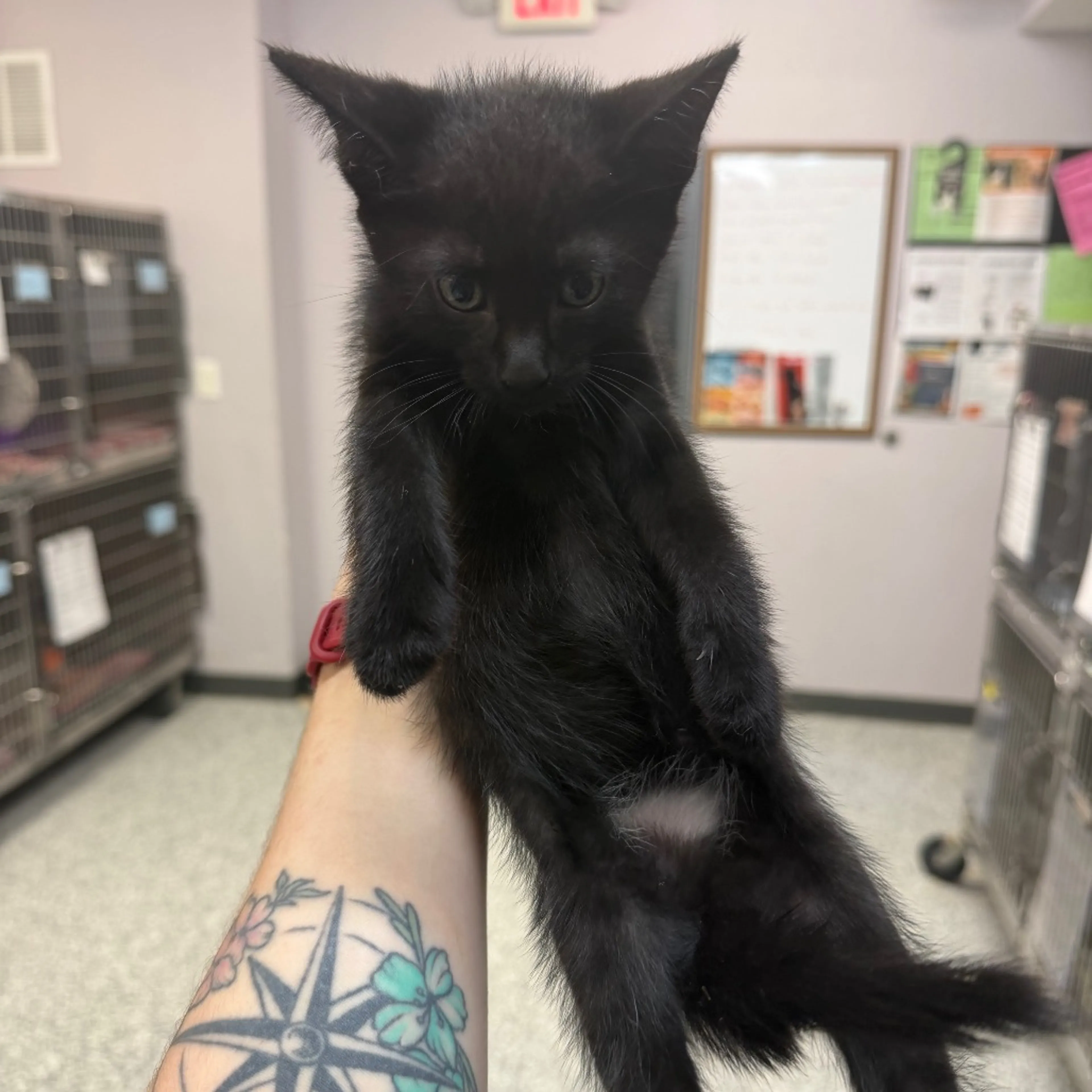 Found pet