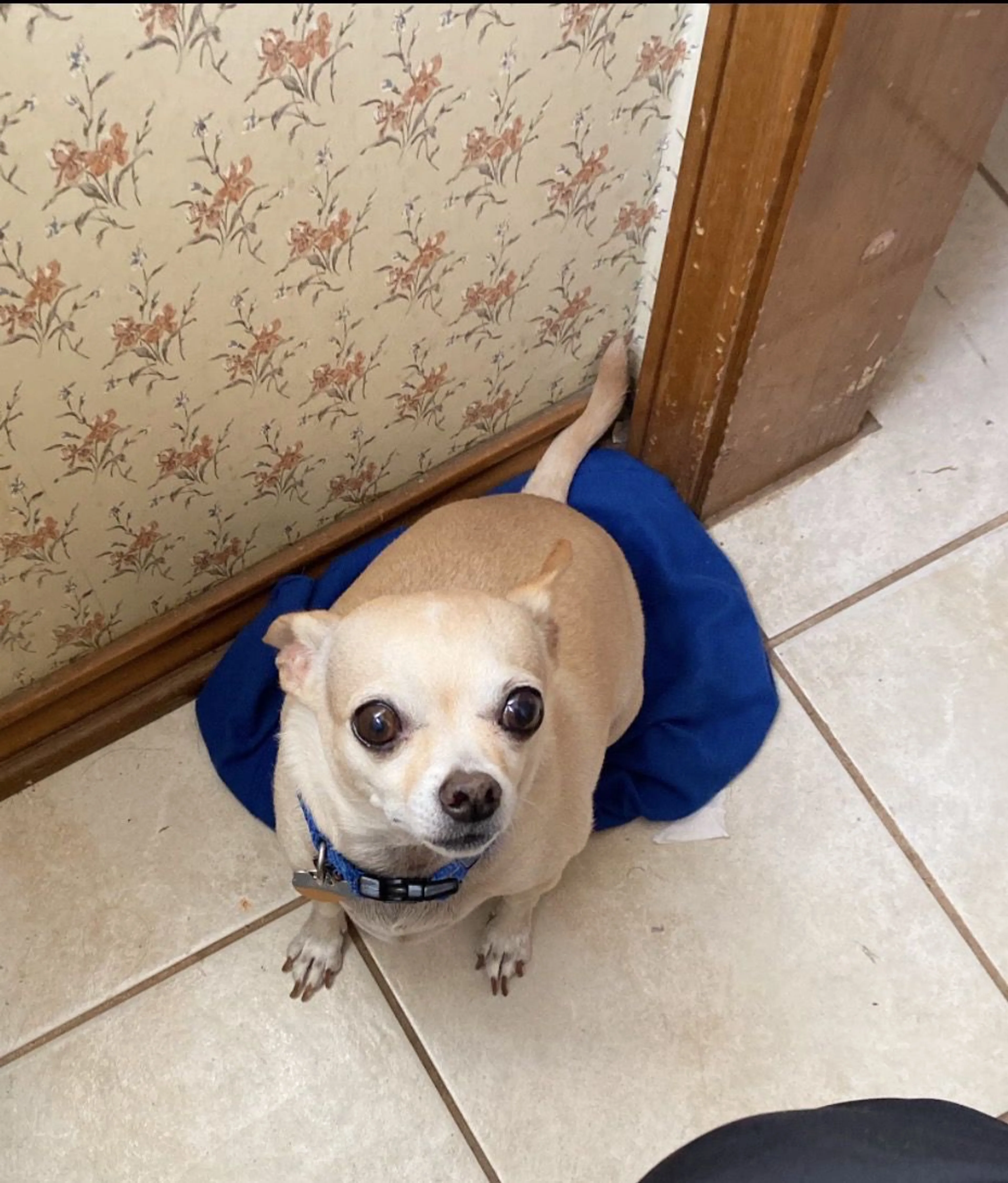 Lost pet-4