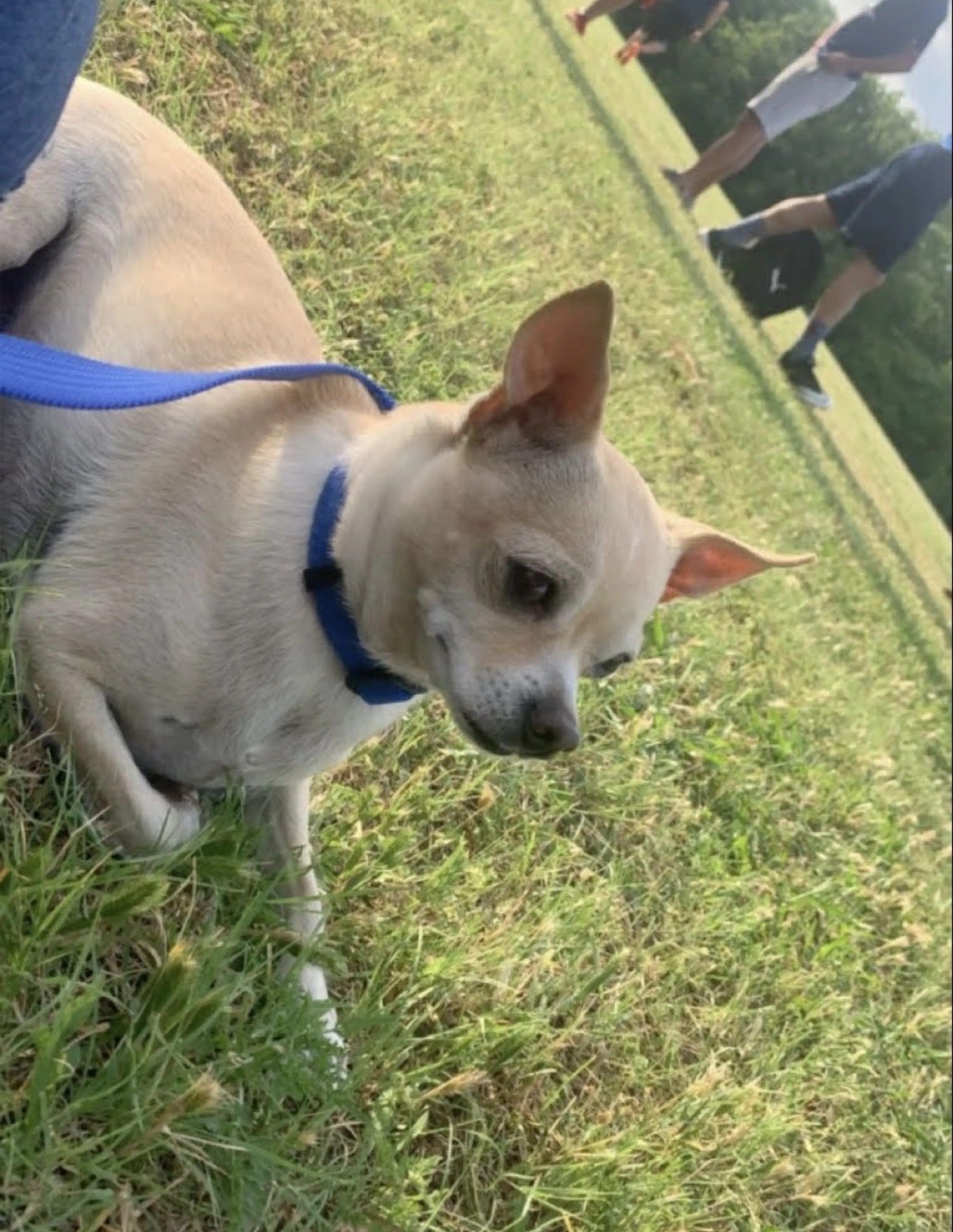 Lost pet-3
