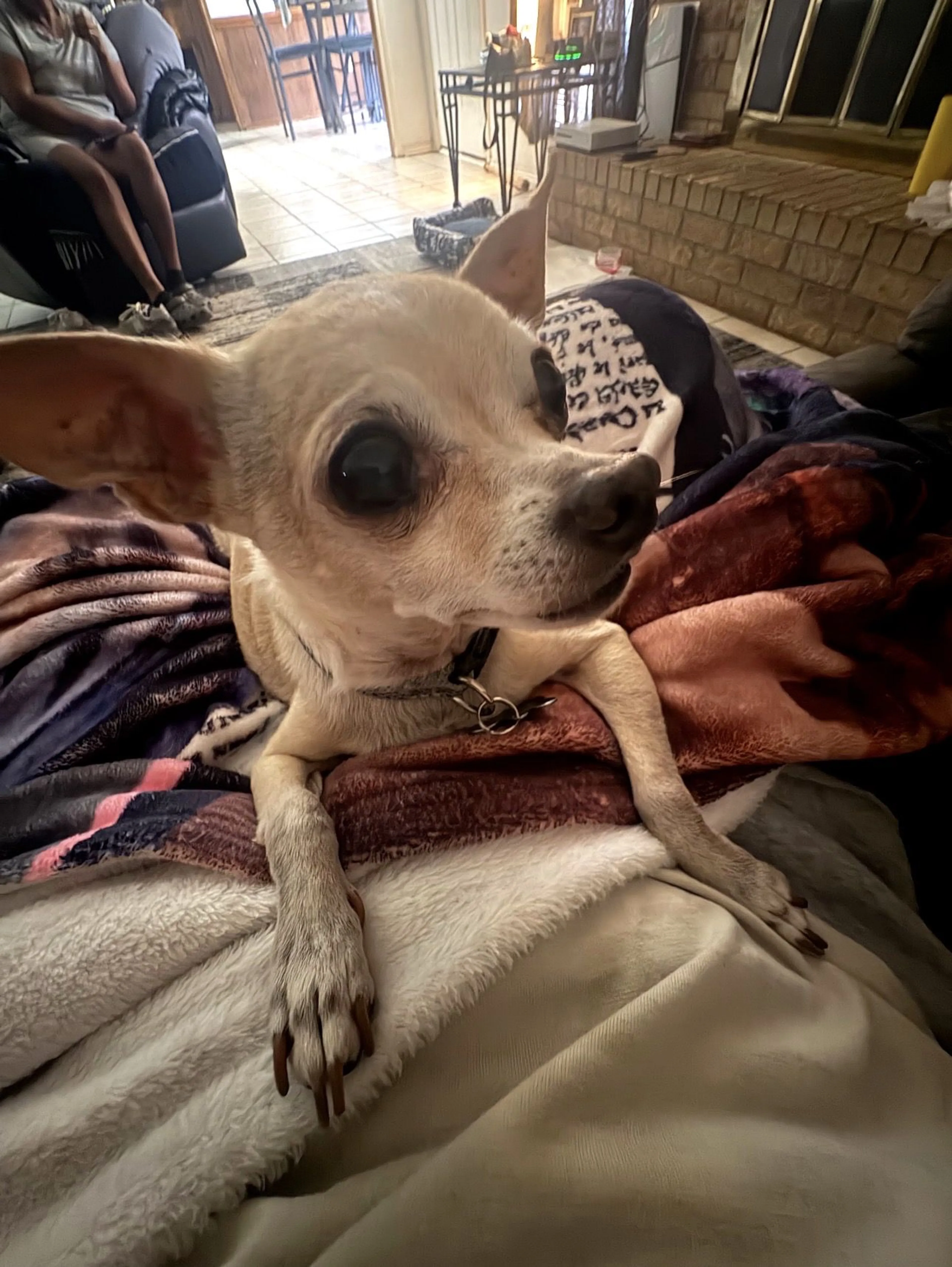 Lost pet-2
