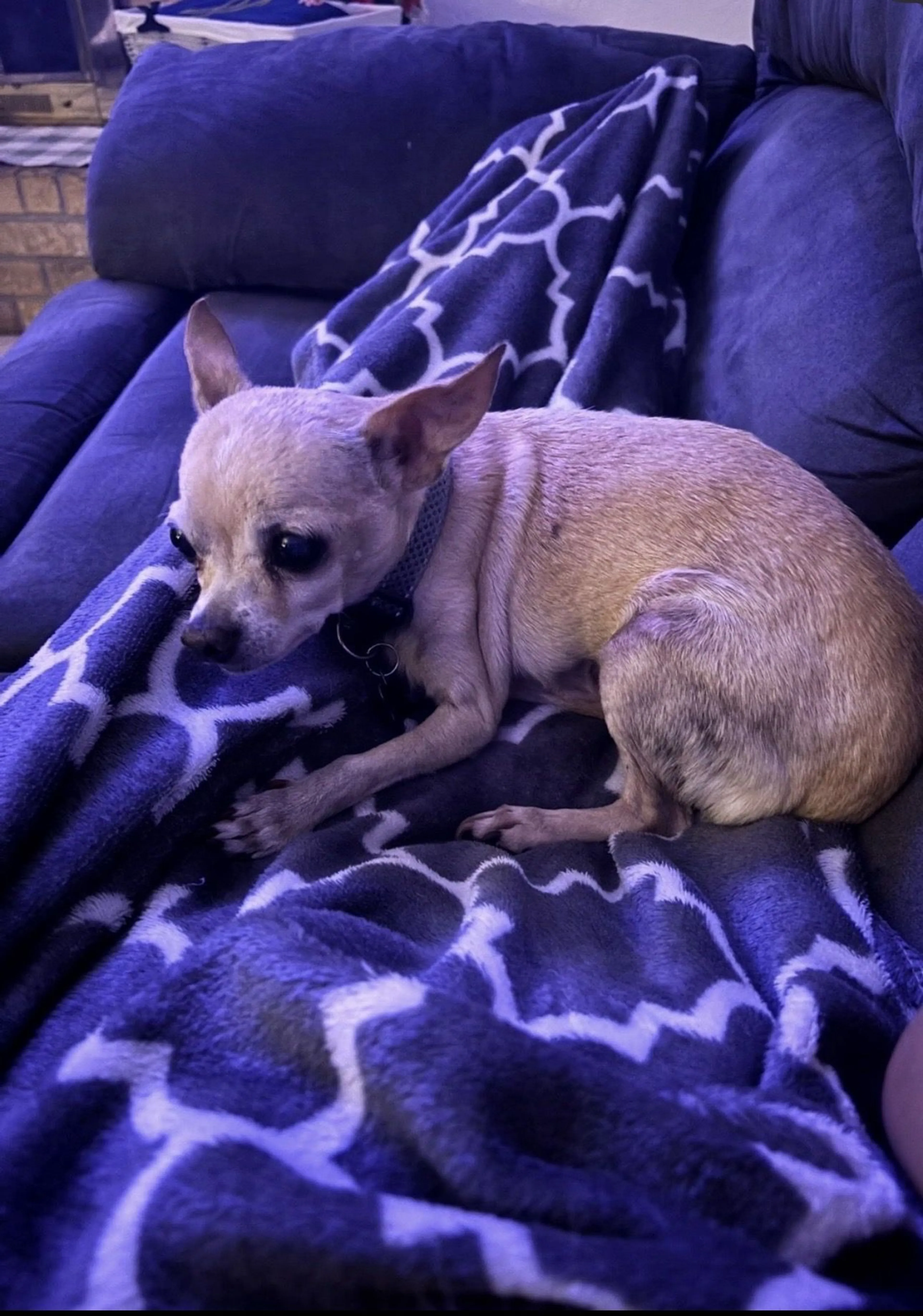 Lost pet-0