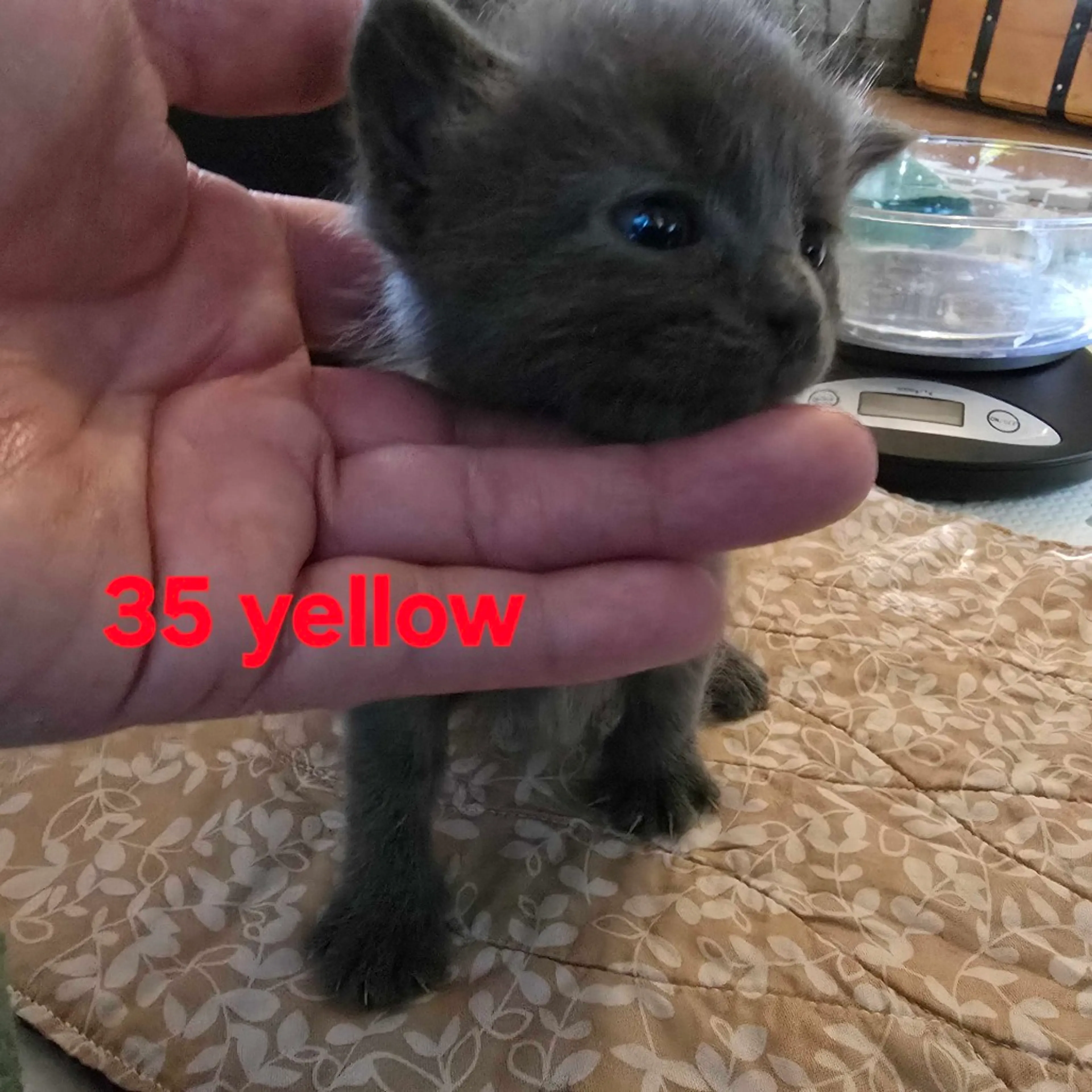Found pet-1