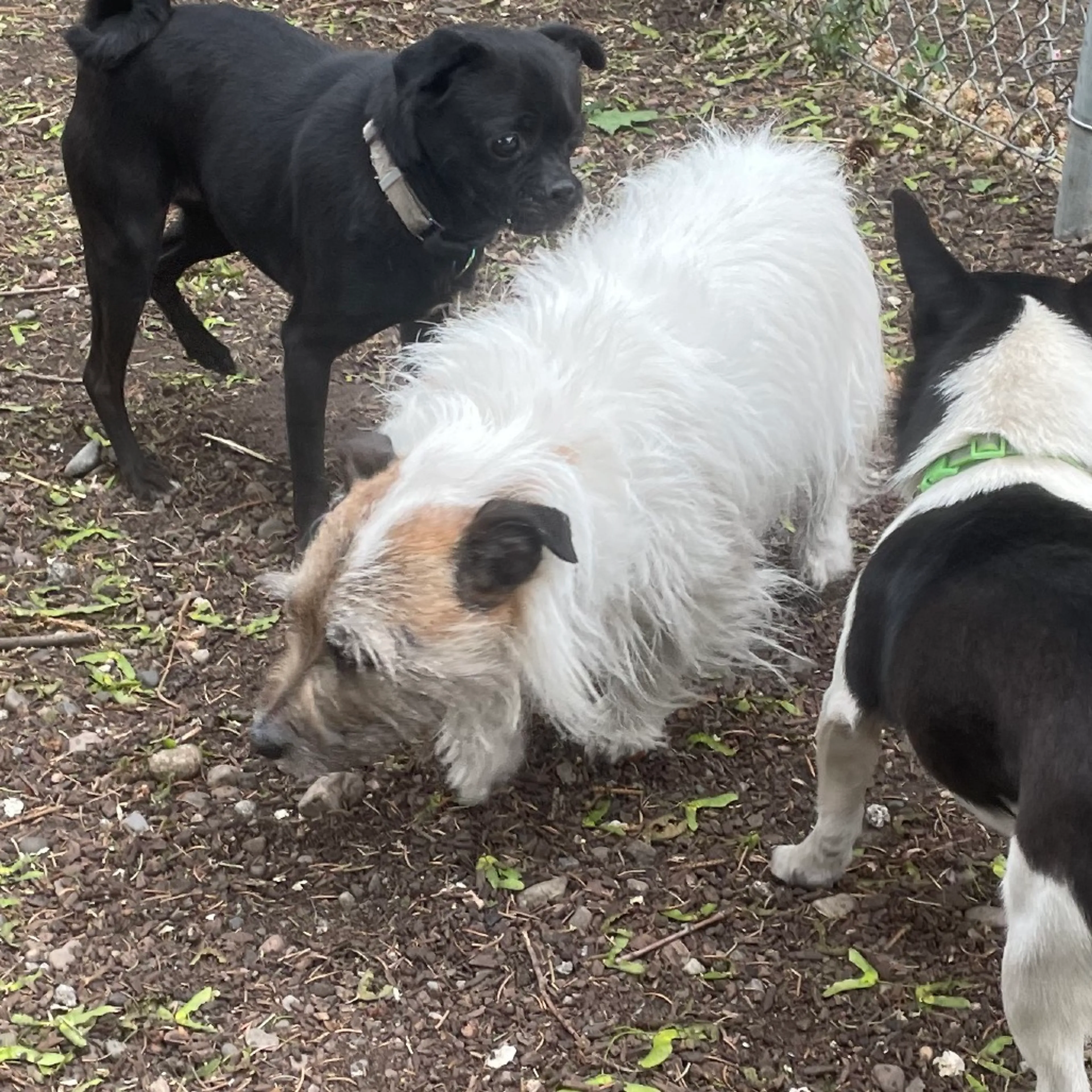 Found pet-4