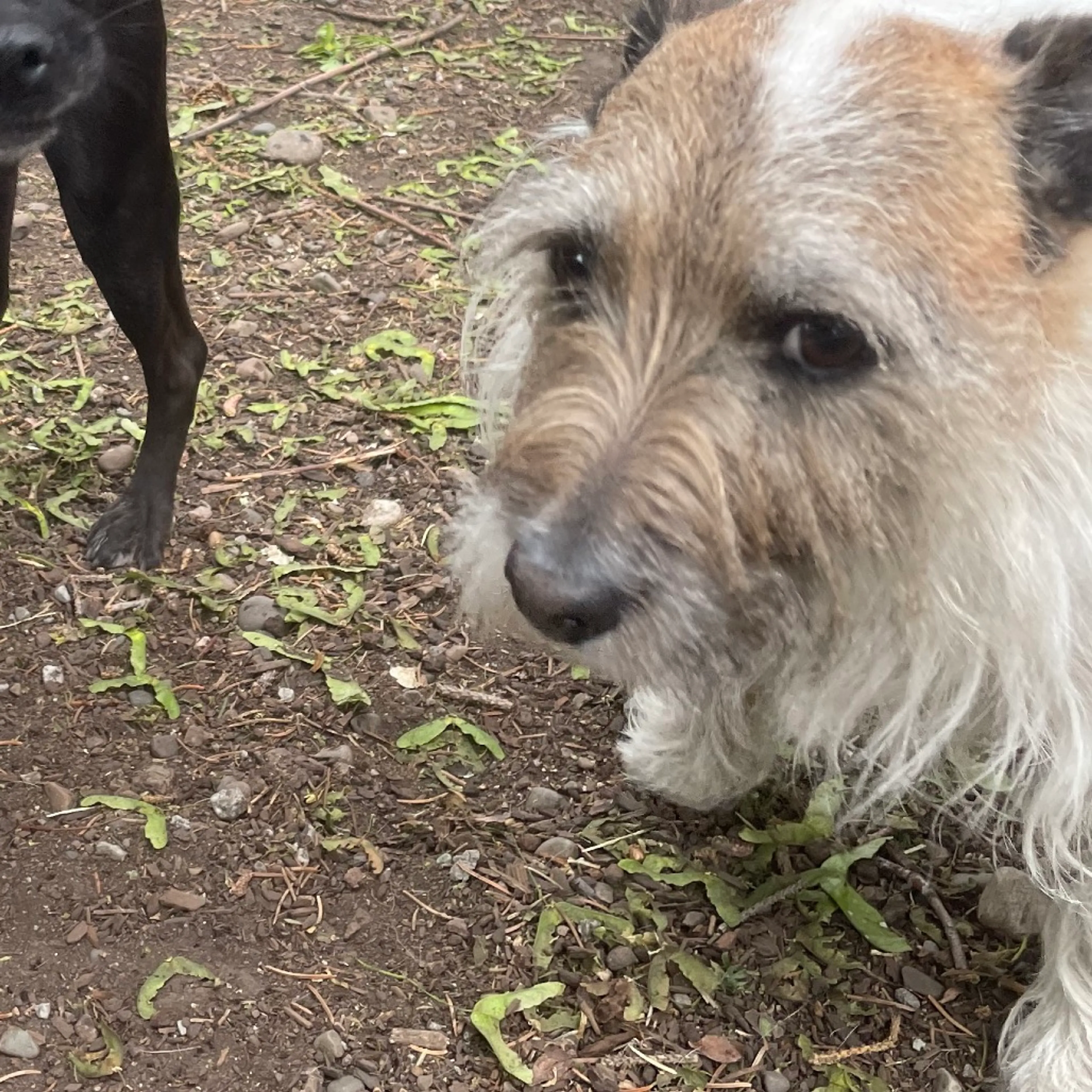 Found pet-3