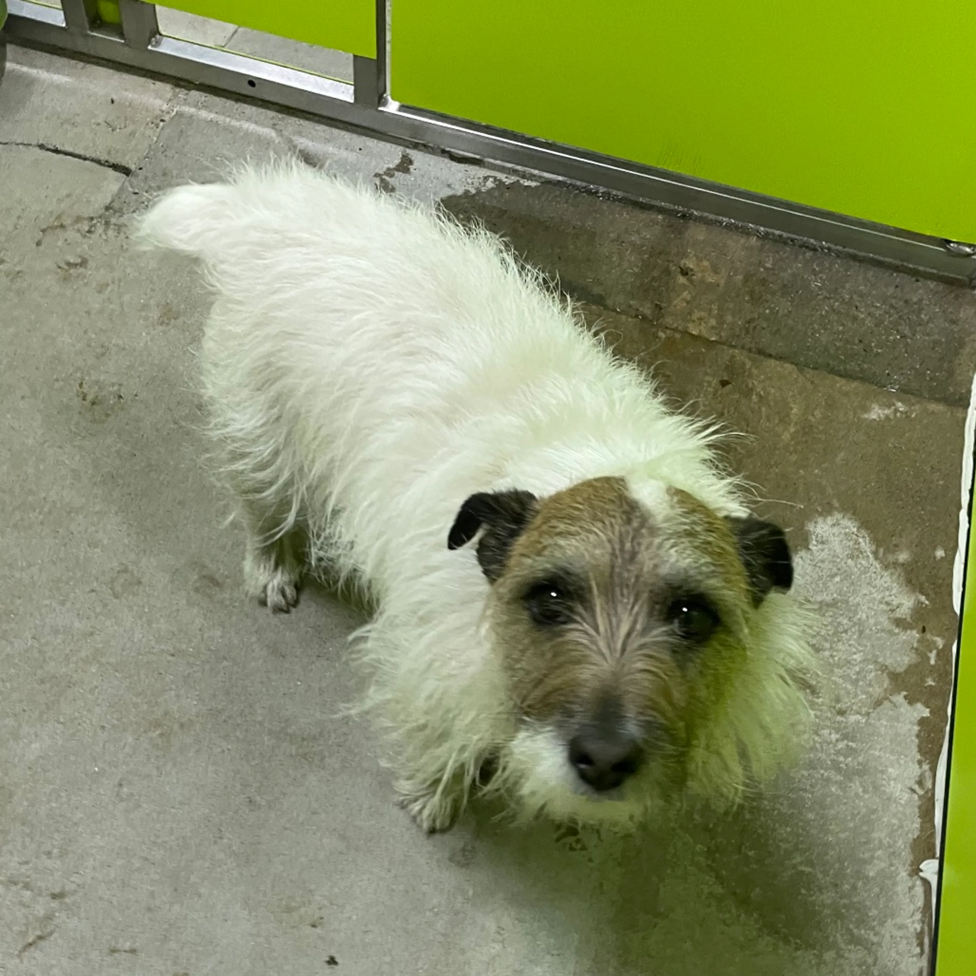 Found pet-1