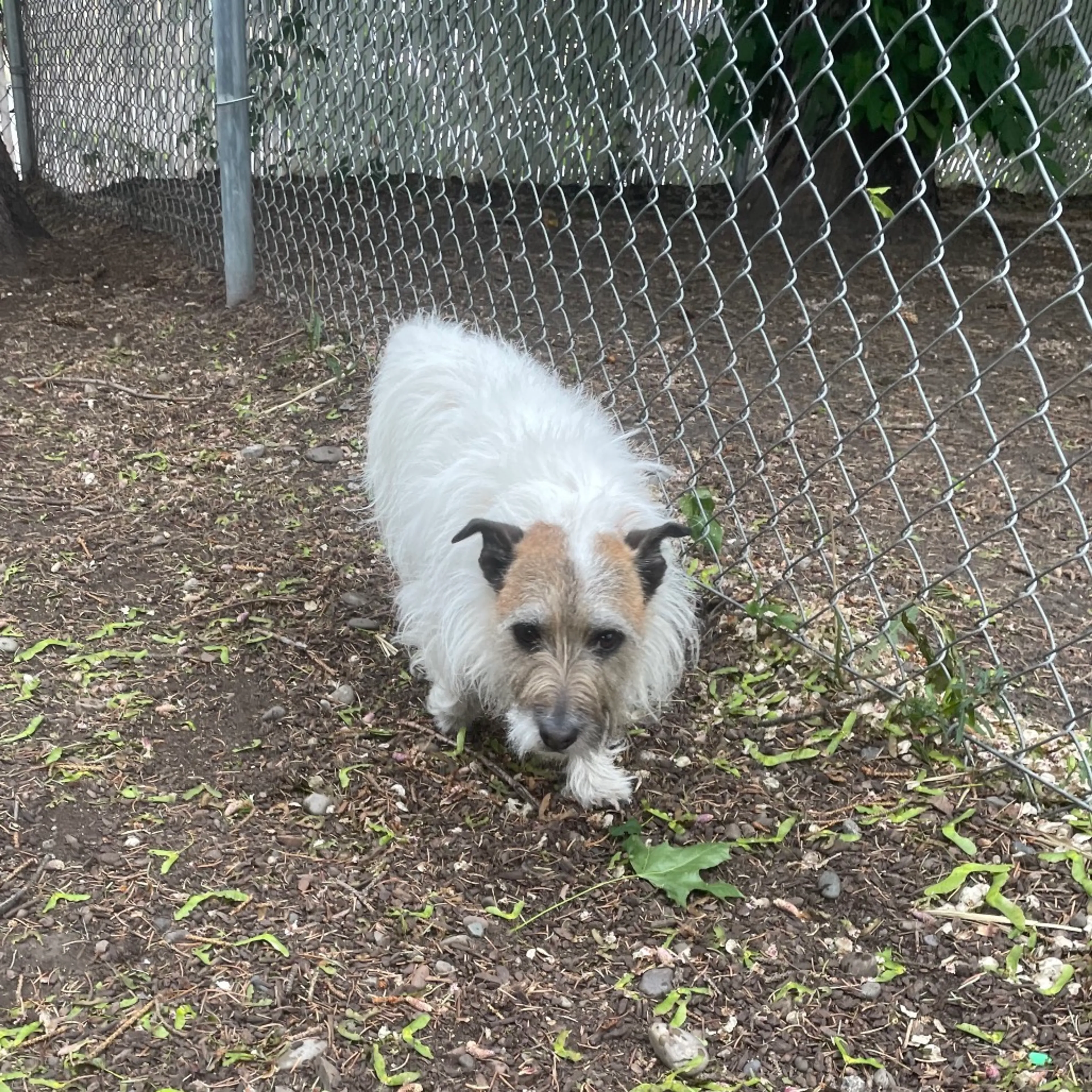Found pet-0