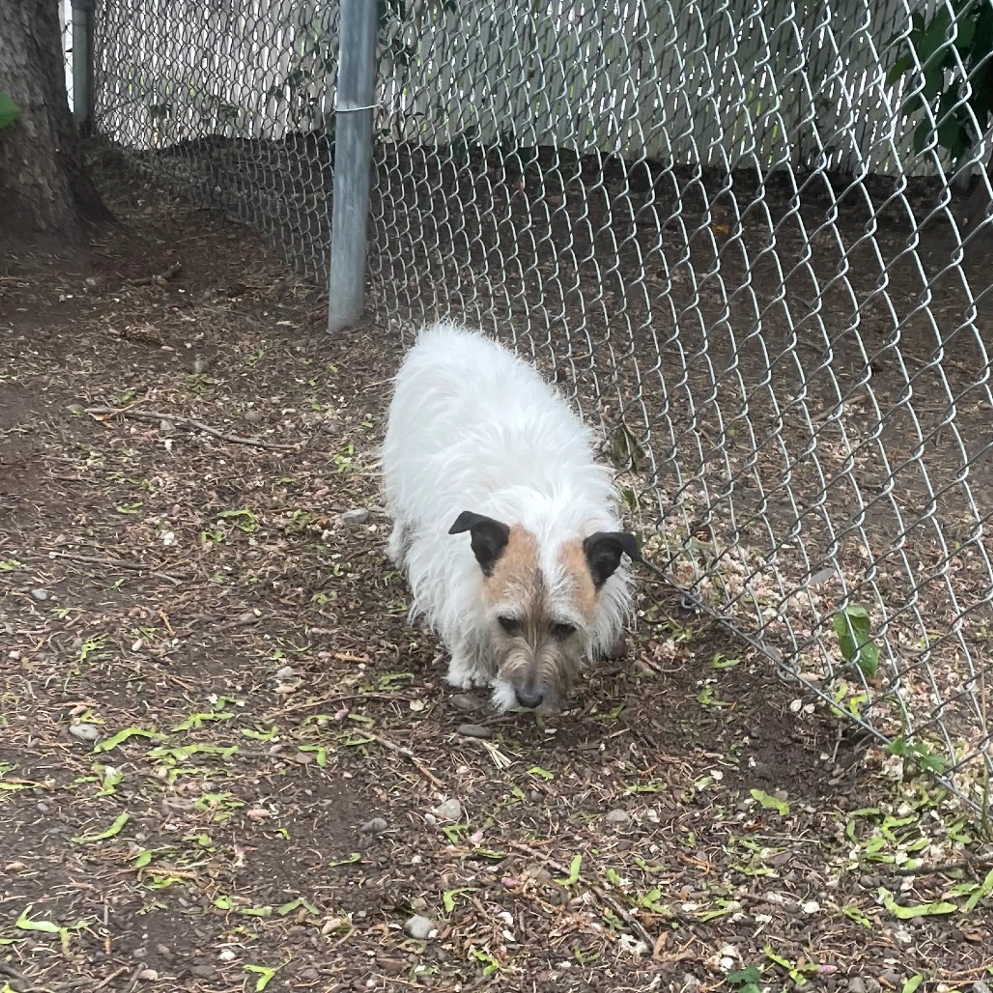 Found pet-2