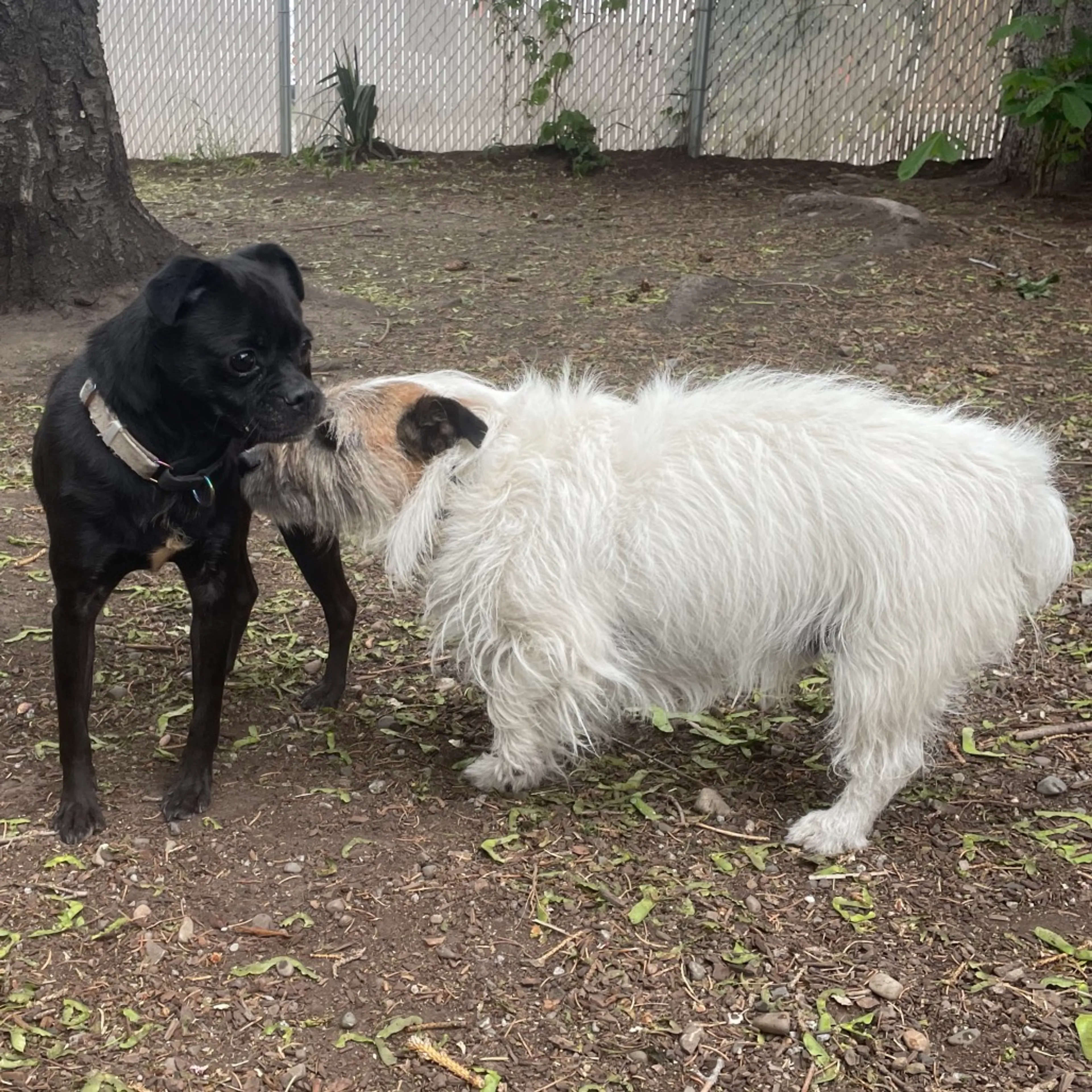 Found pet-5