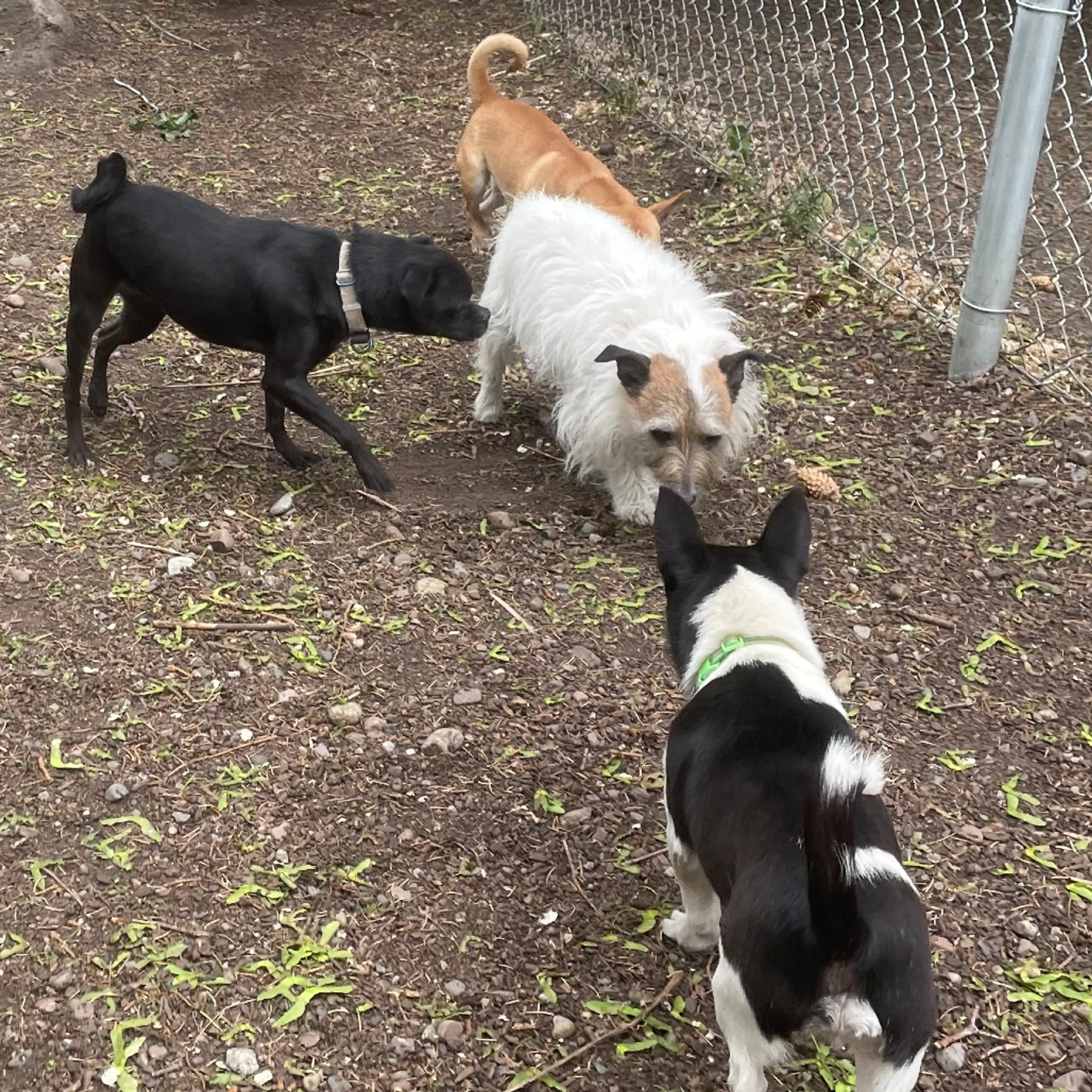 Found pet-6