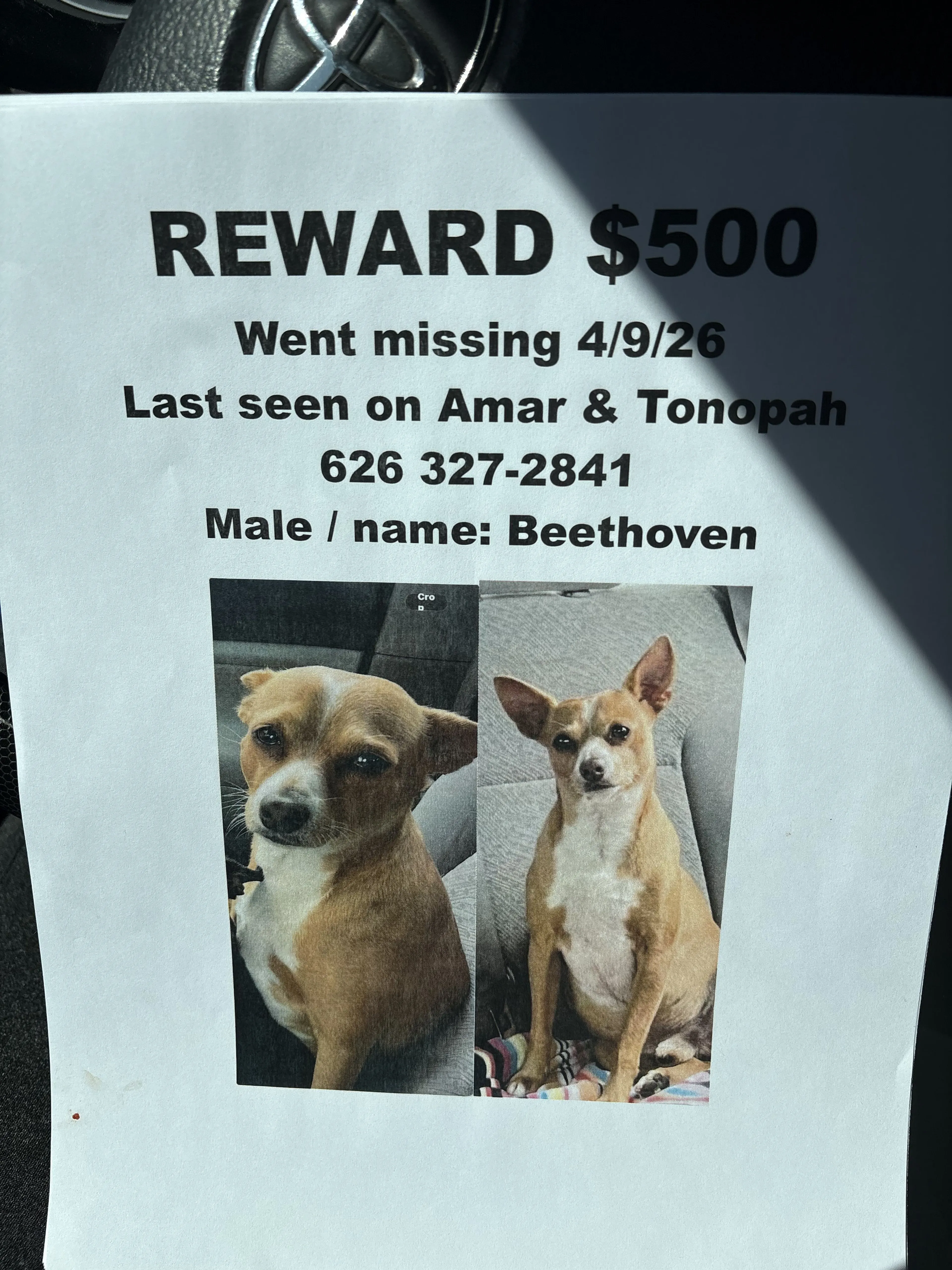 Lost pet