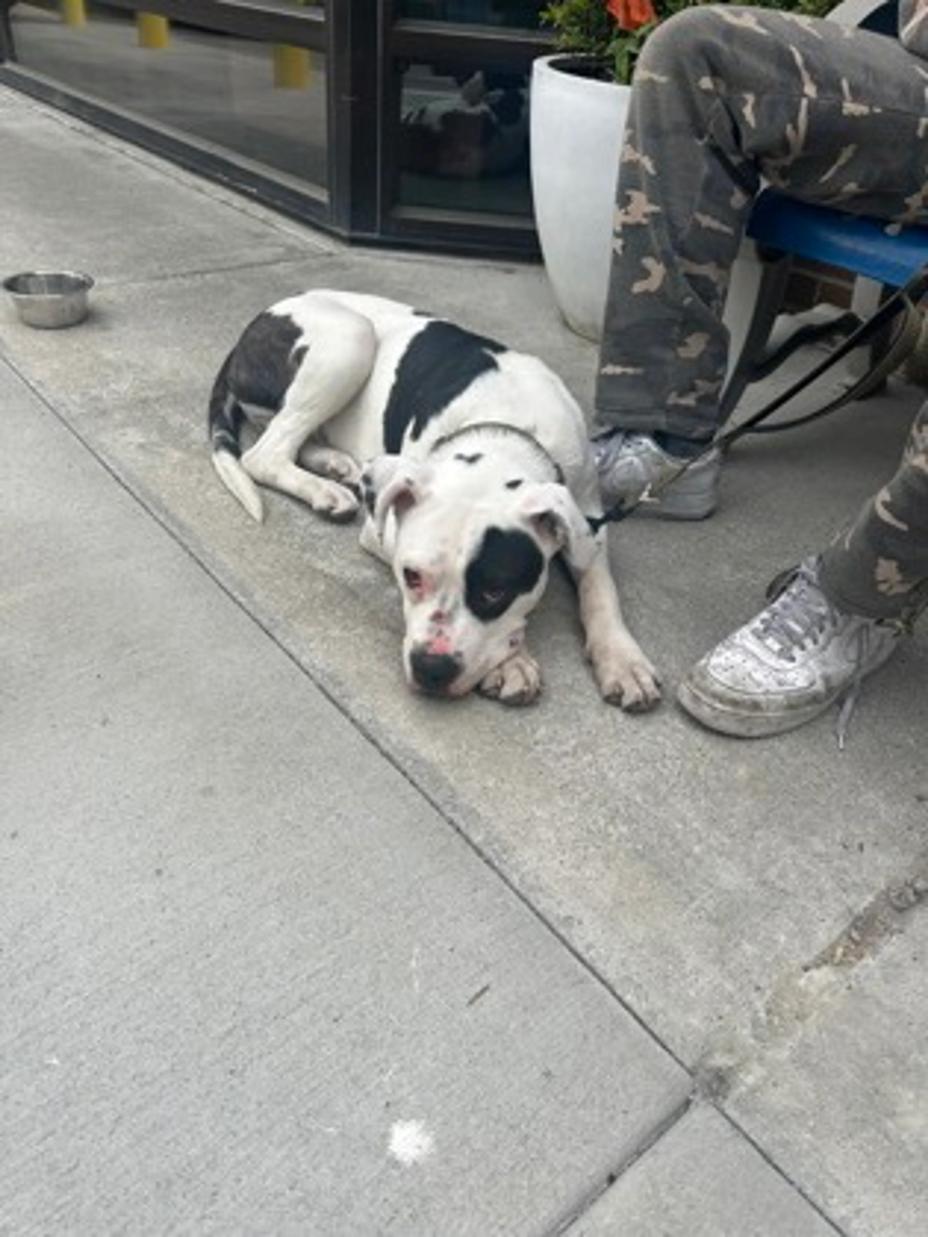 Found pet-1