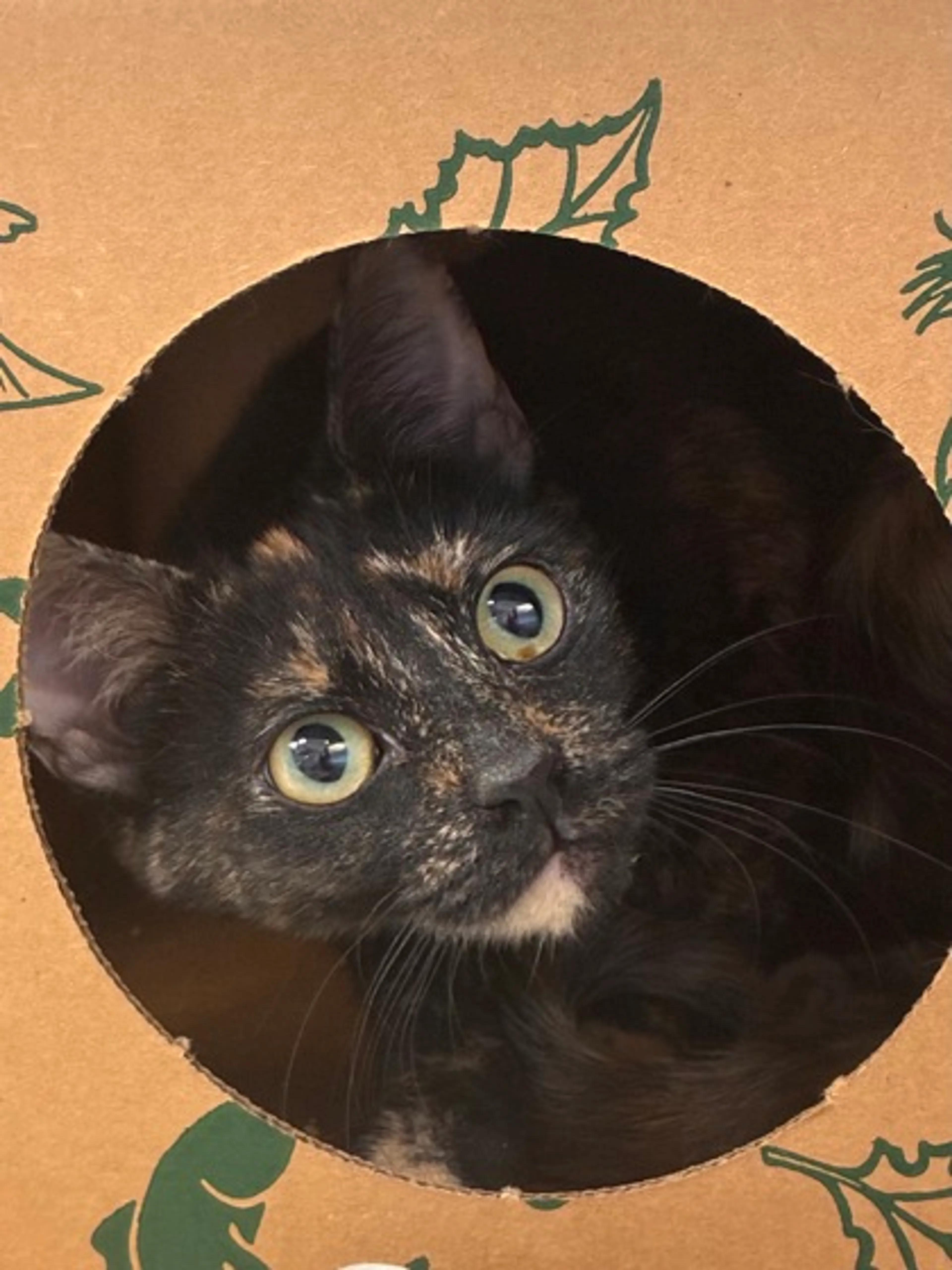 Found pet-1