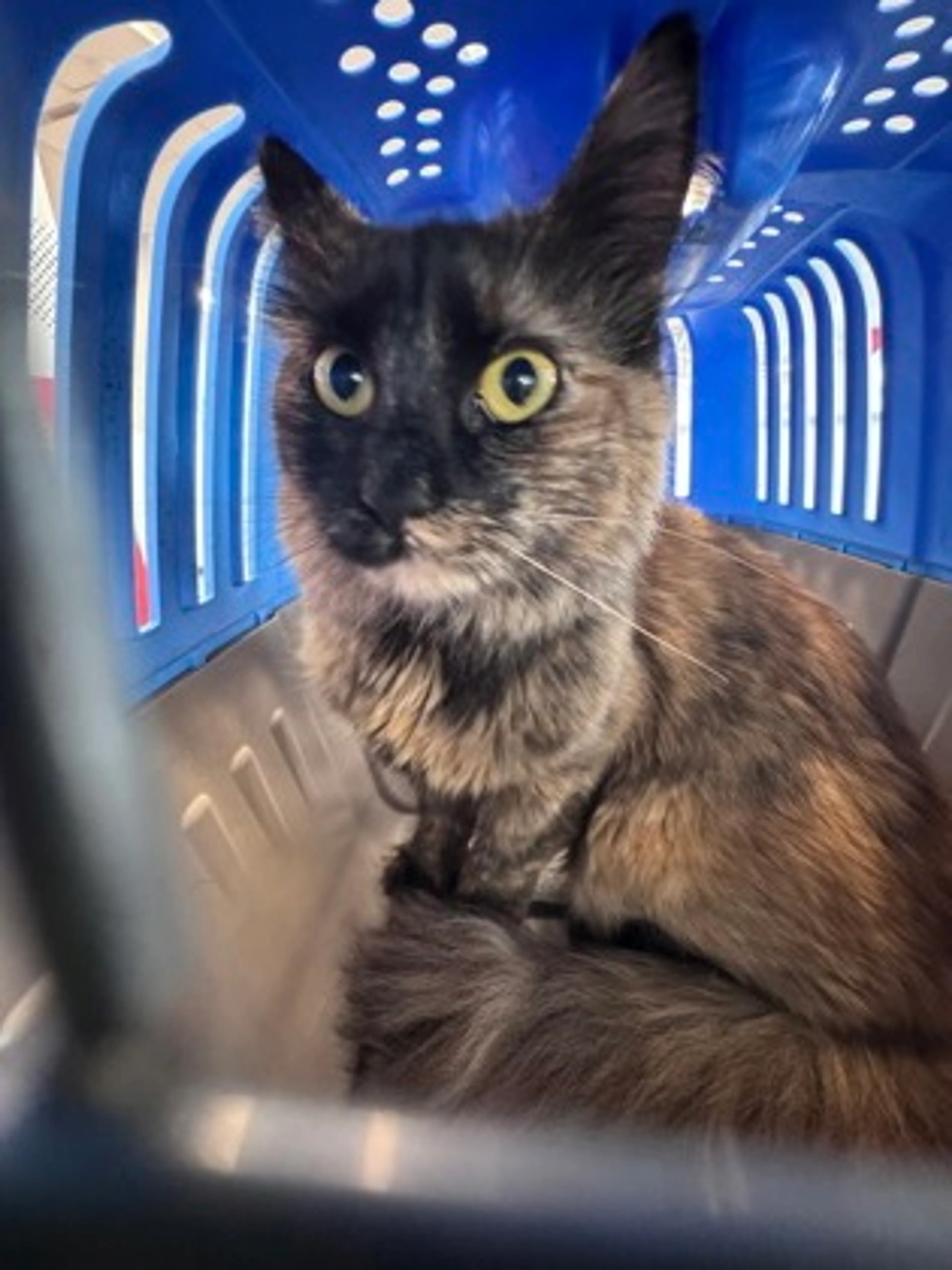 Found pet