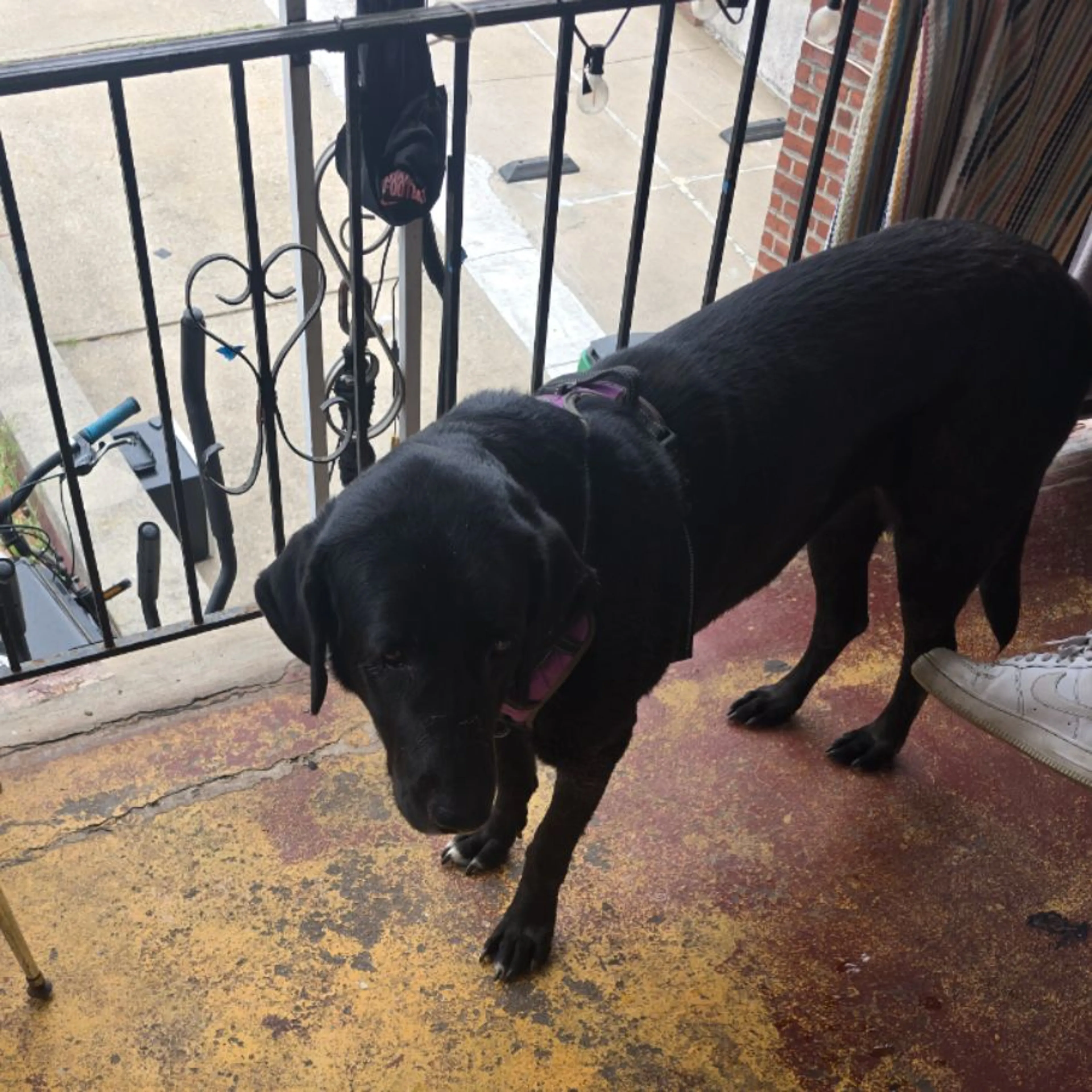 Found pet