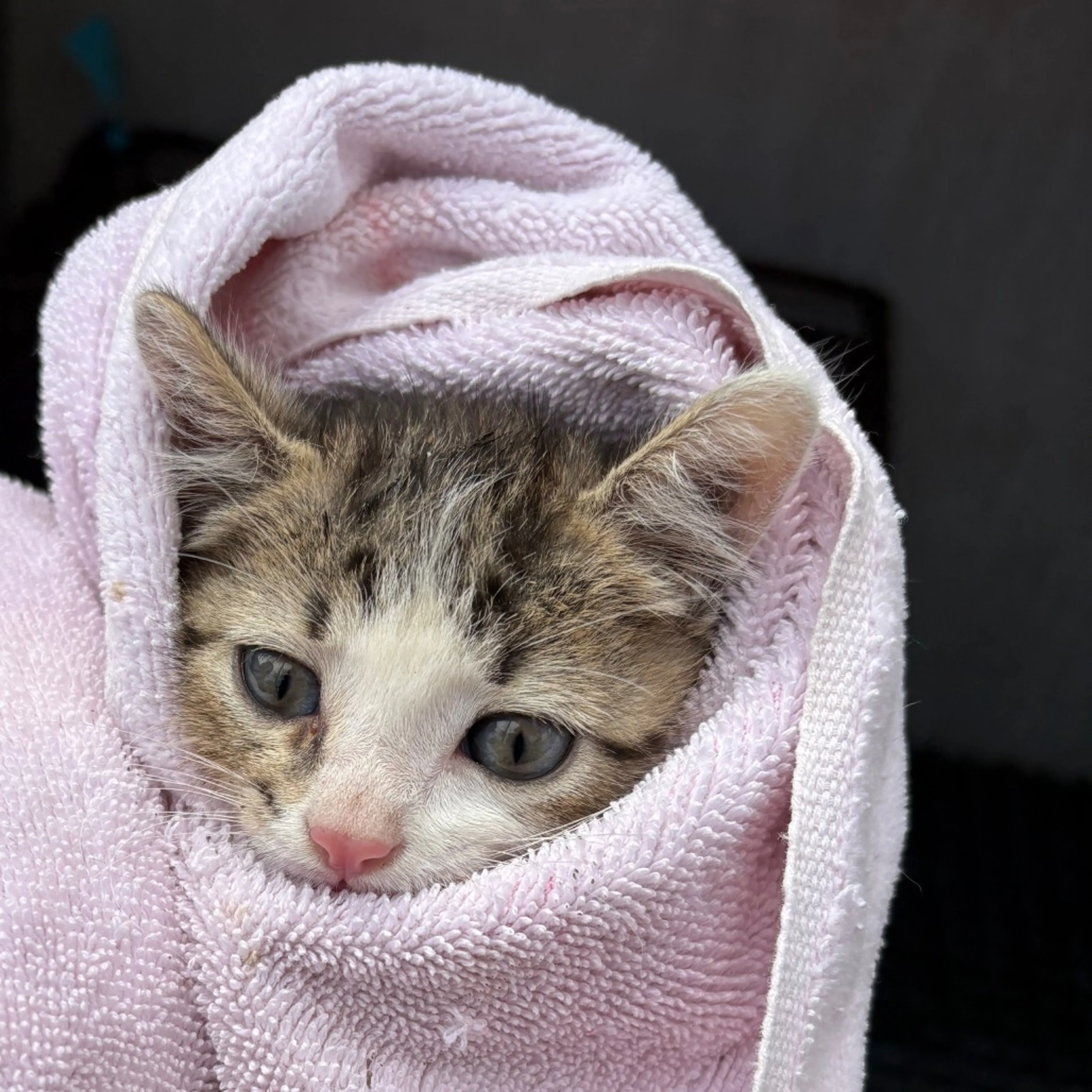 Found pet-1