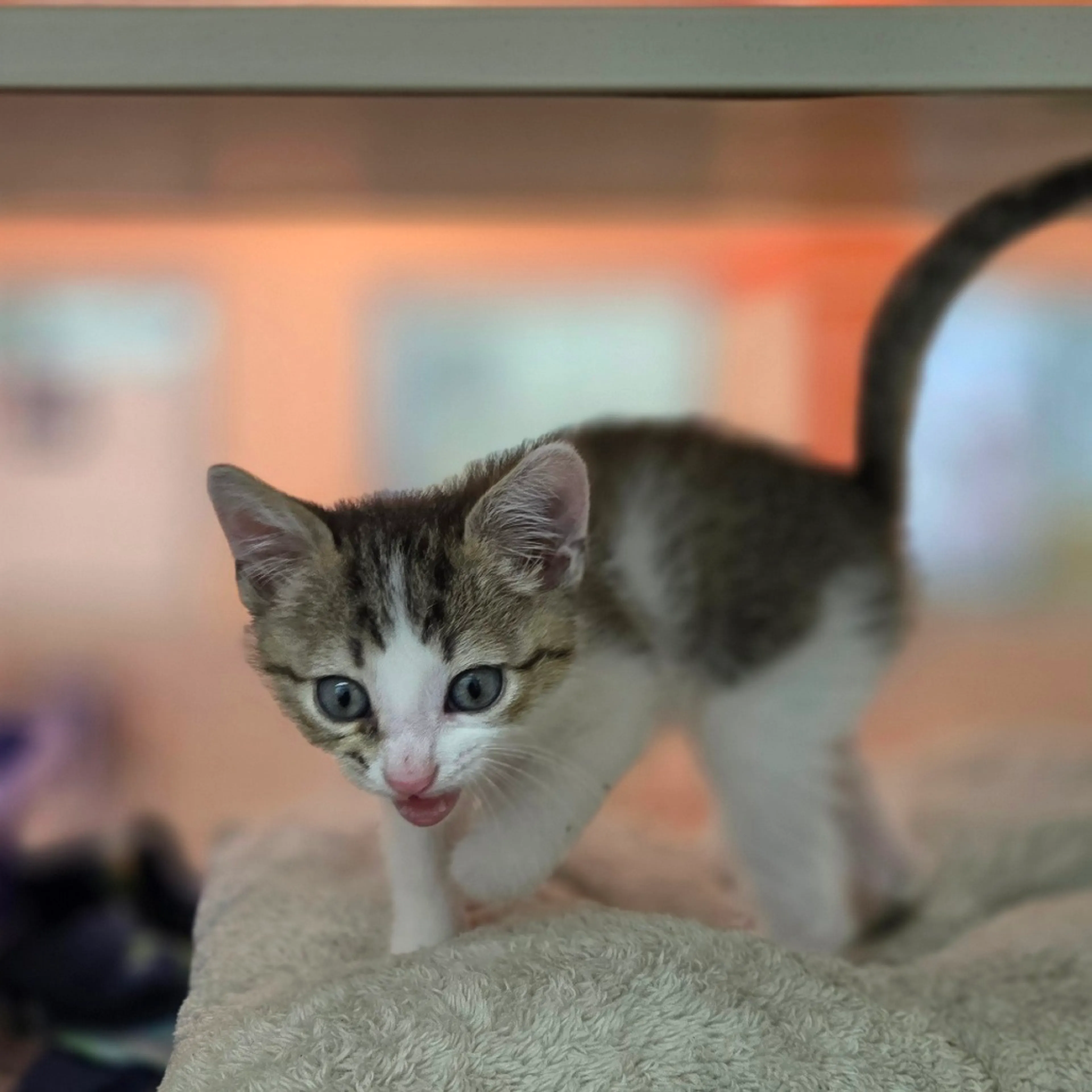 Found pet-2