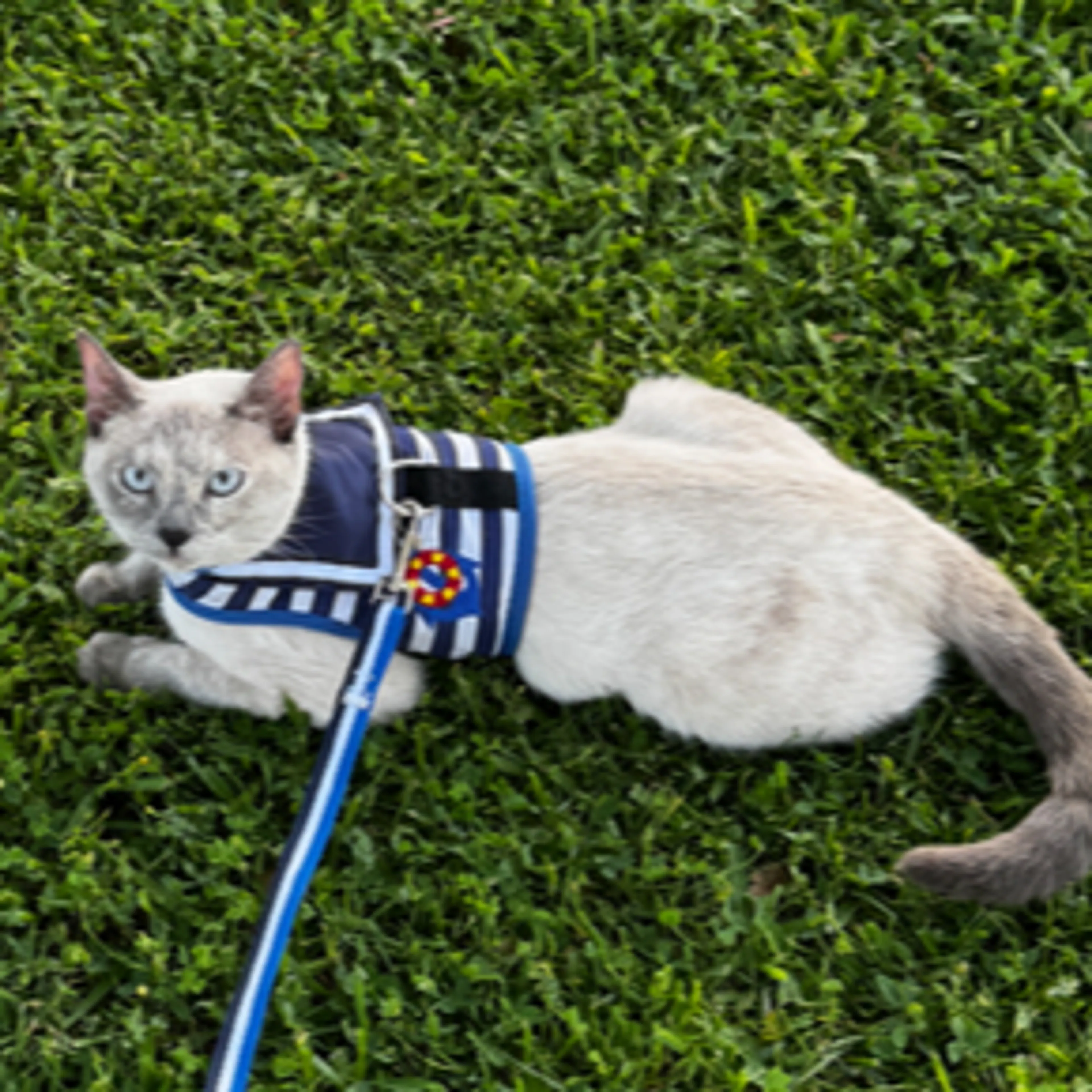 Lost pet-1