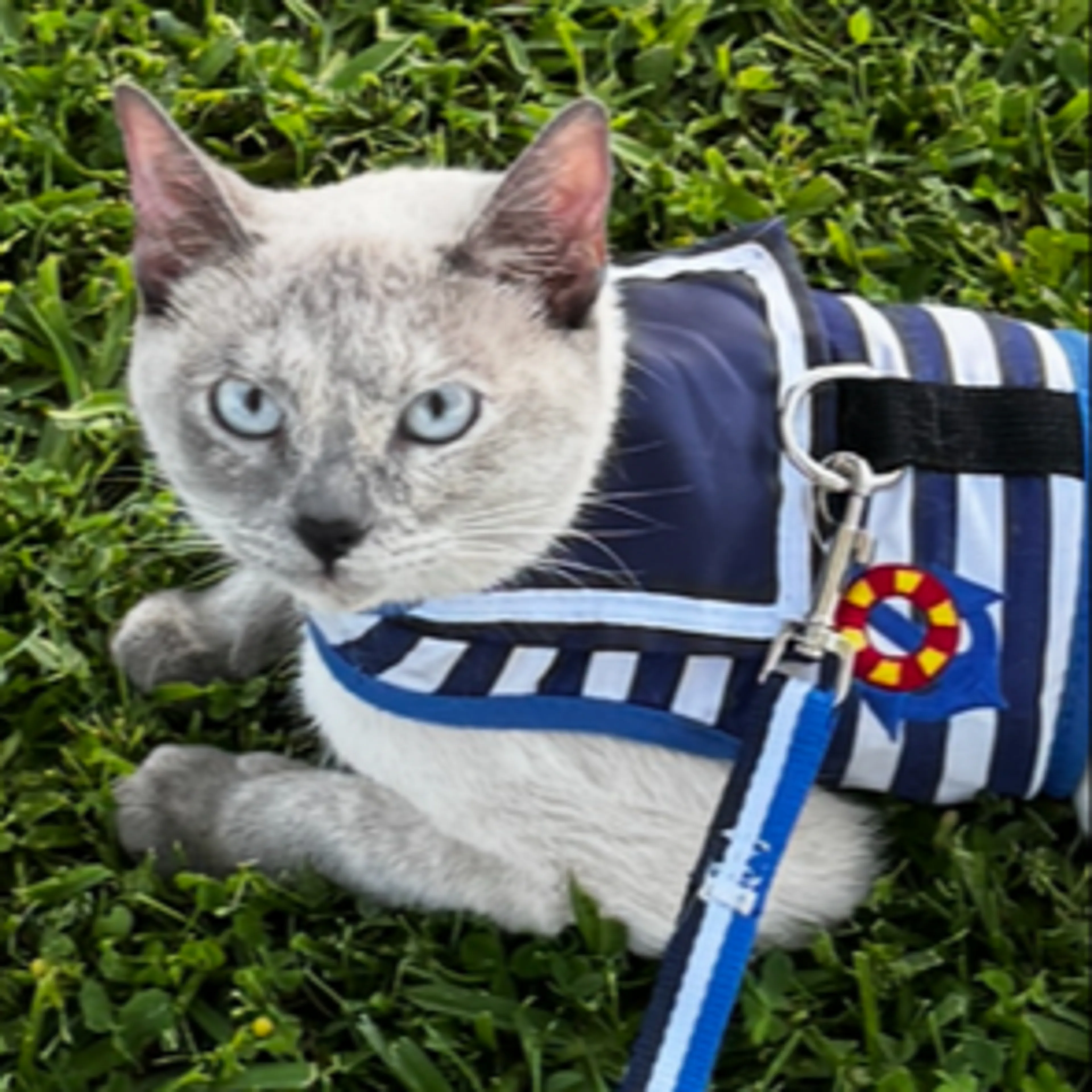 Lost pet-2