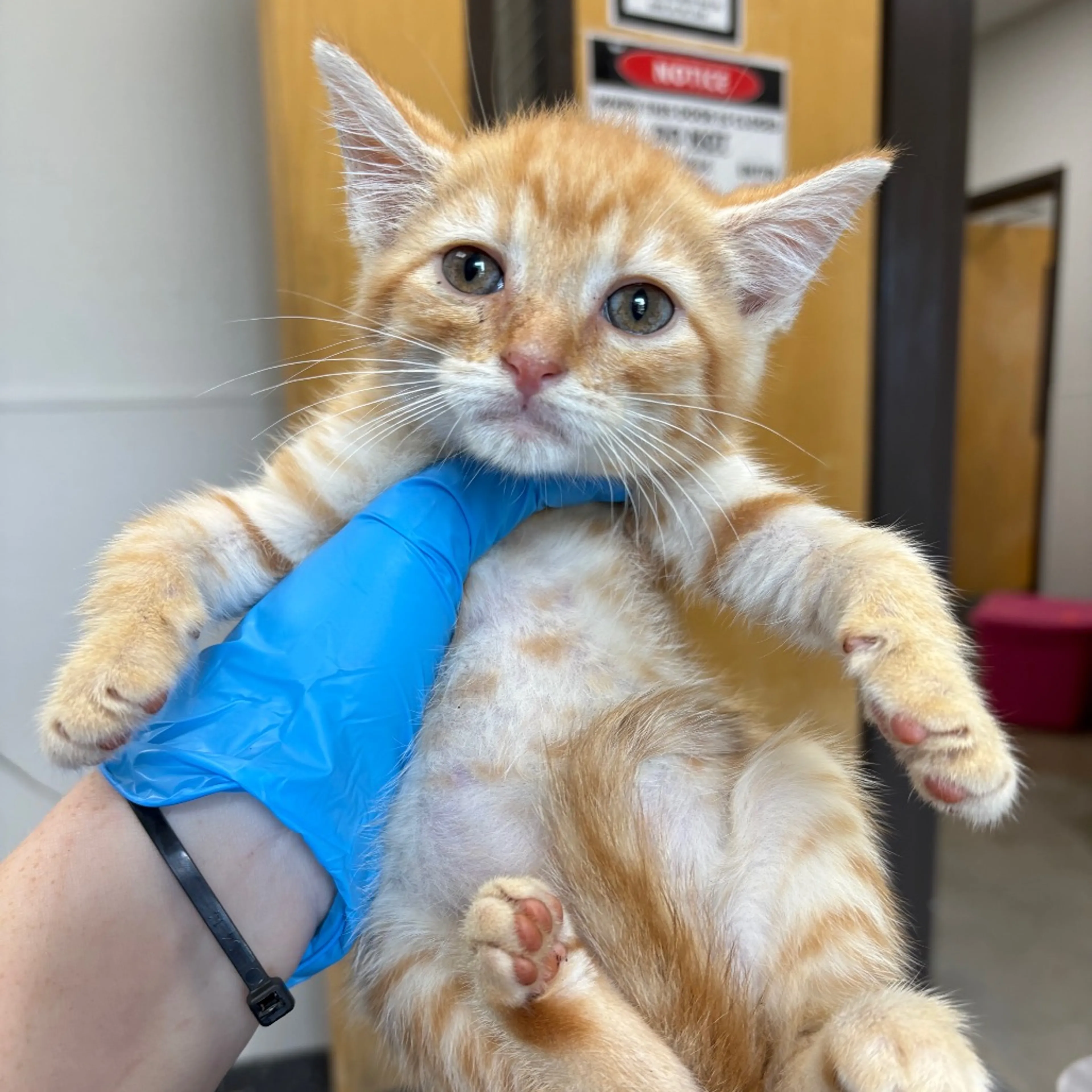Found pet