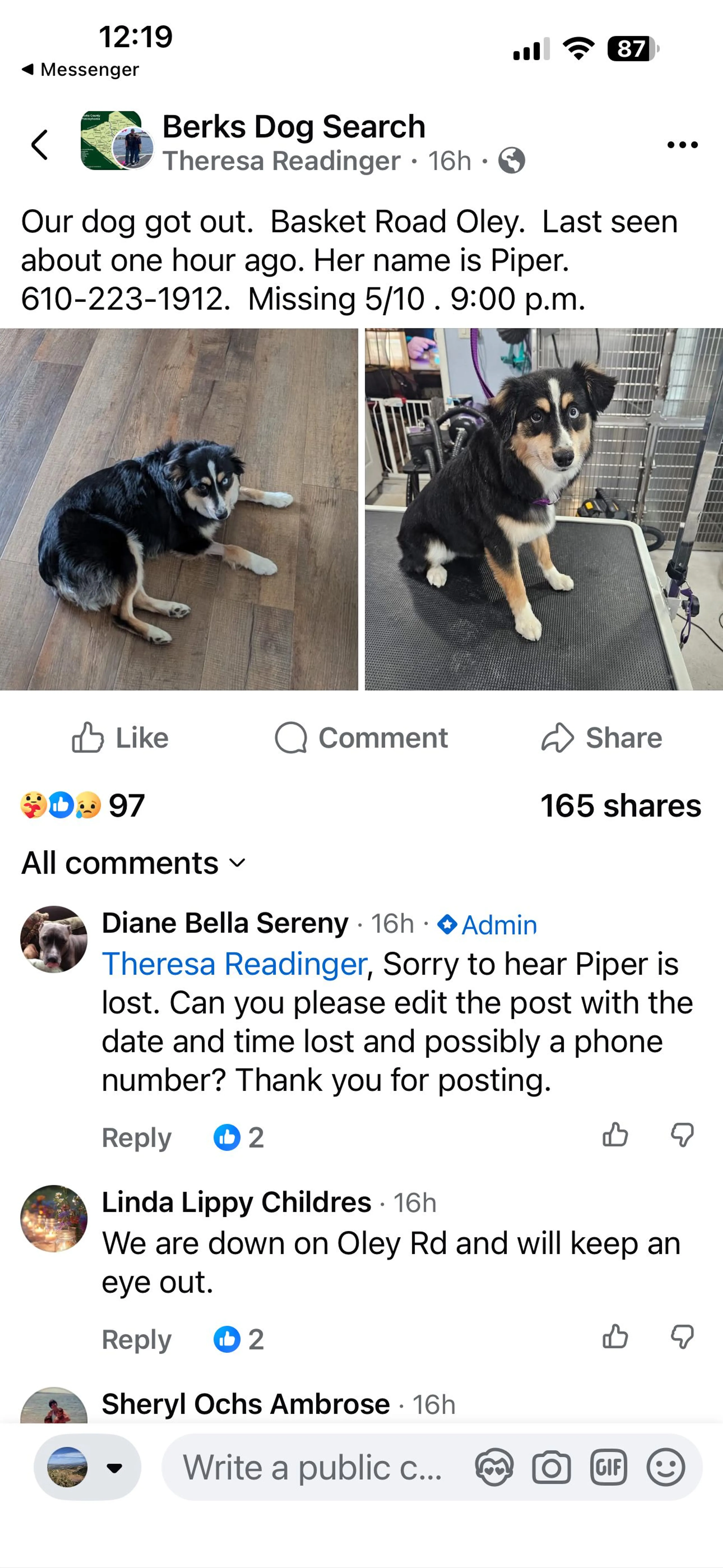 Lost pet